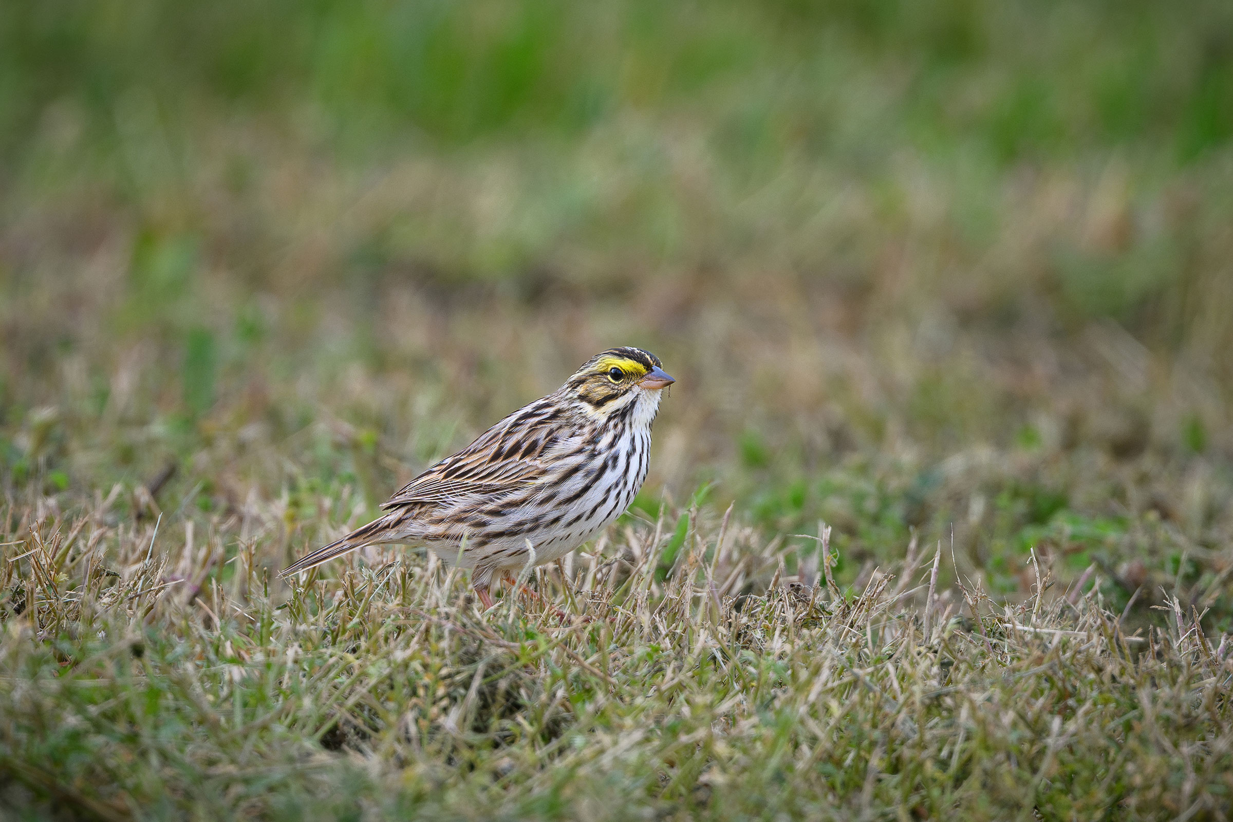 Savannah Sparrow - Adult, photo by Jim Emery