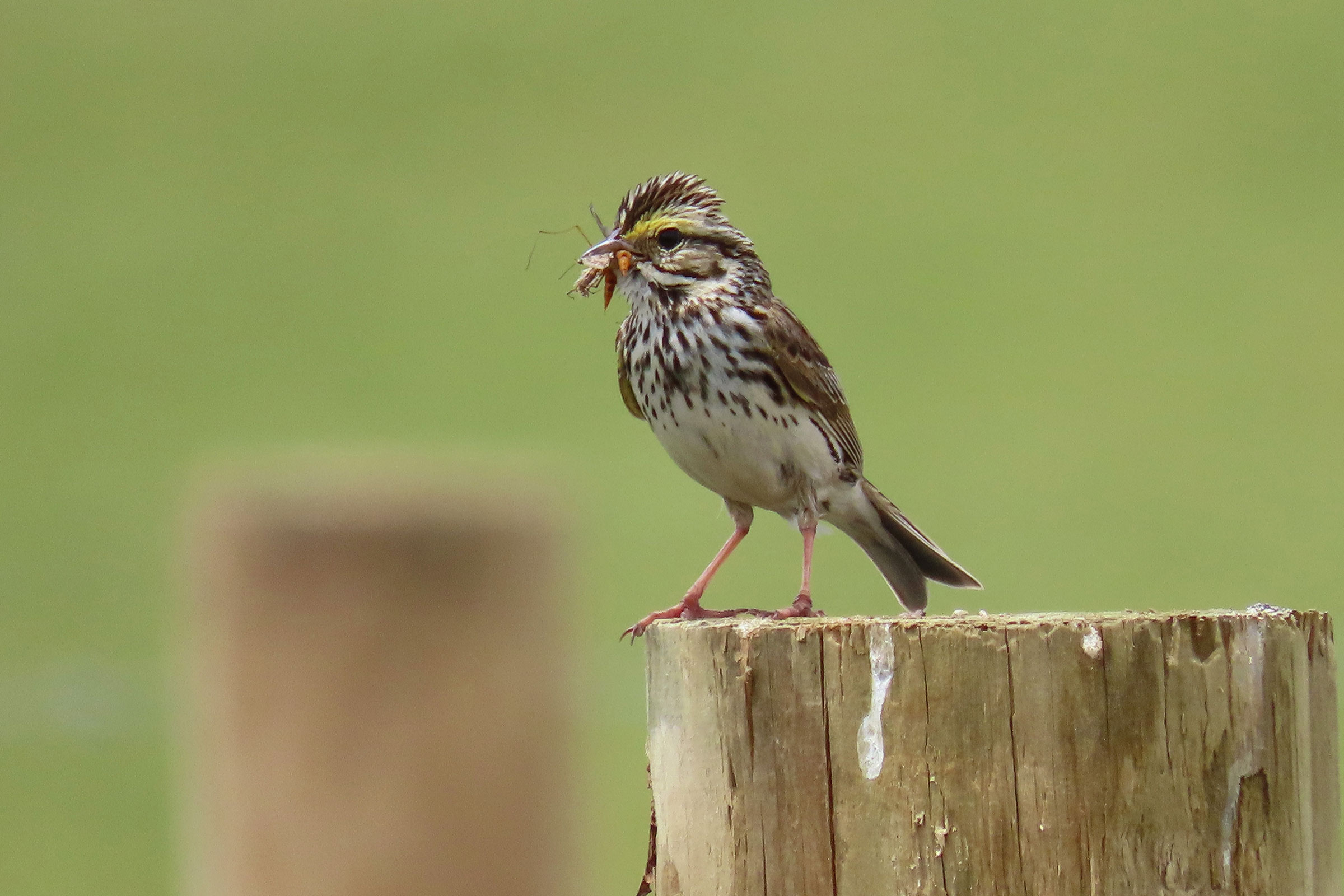 Savannah Sparrow - Carrying food, photo by Phil Lehman