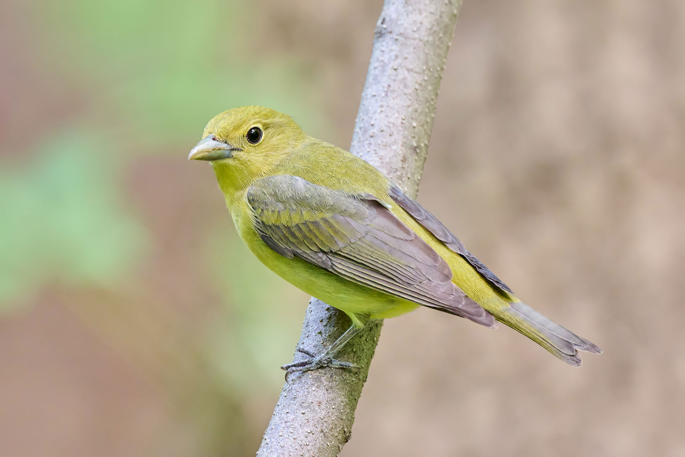 Scarlet Tanager - Adult female, photo by Sharif Uddin