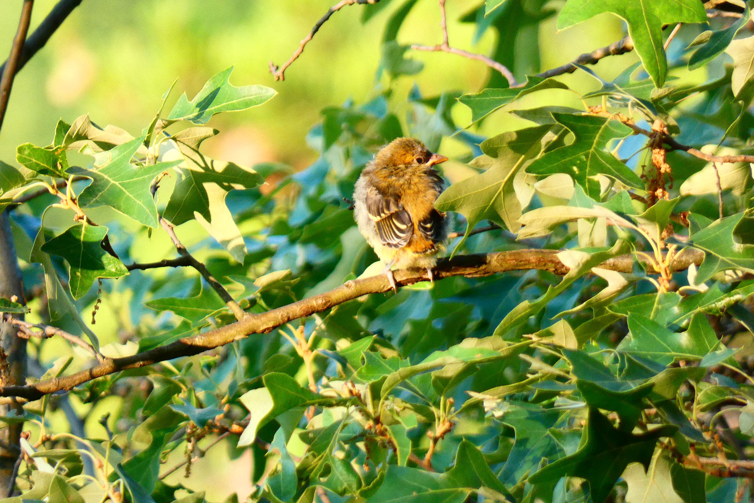 Scarlet Tanager - Fledgling, photo by Jan J. Michalak