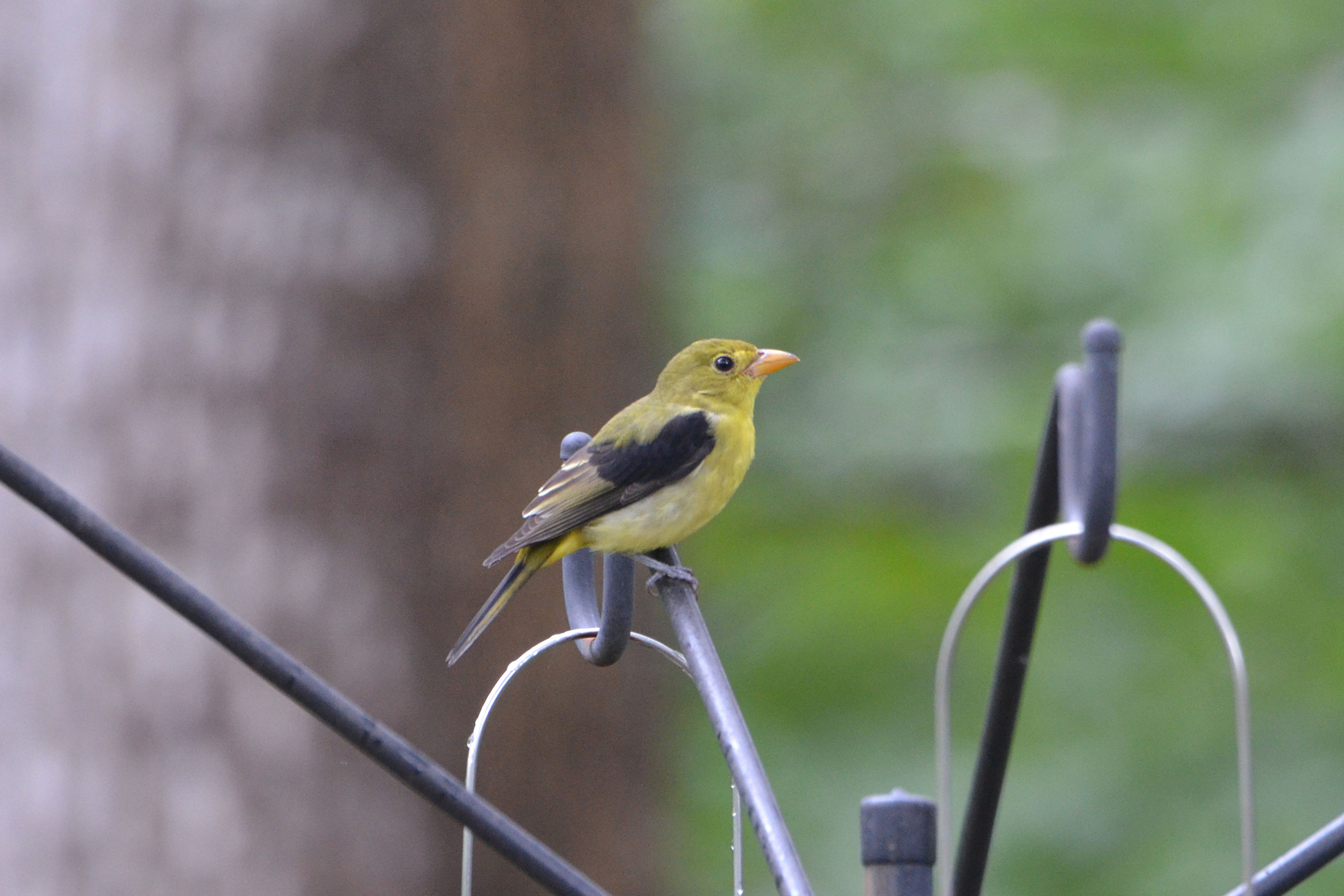 Scarlet Tanager - Immature male, photo by David L. Govoni