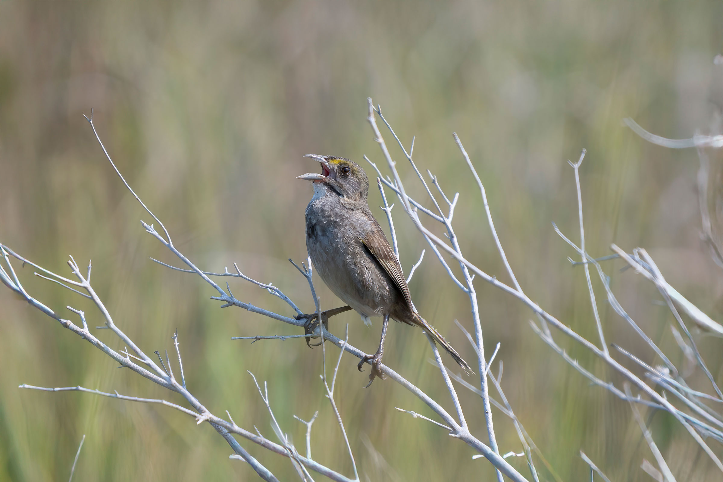 Seaside Sparrow - Adult, photo by David Yeager