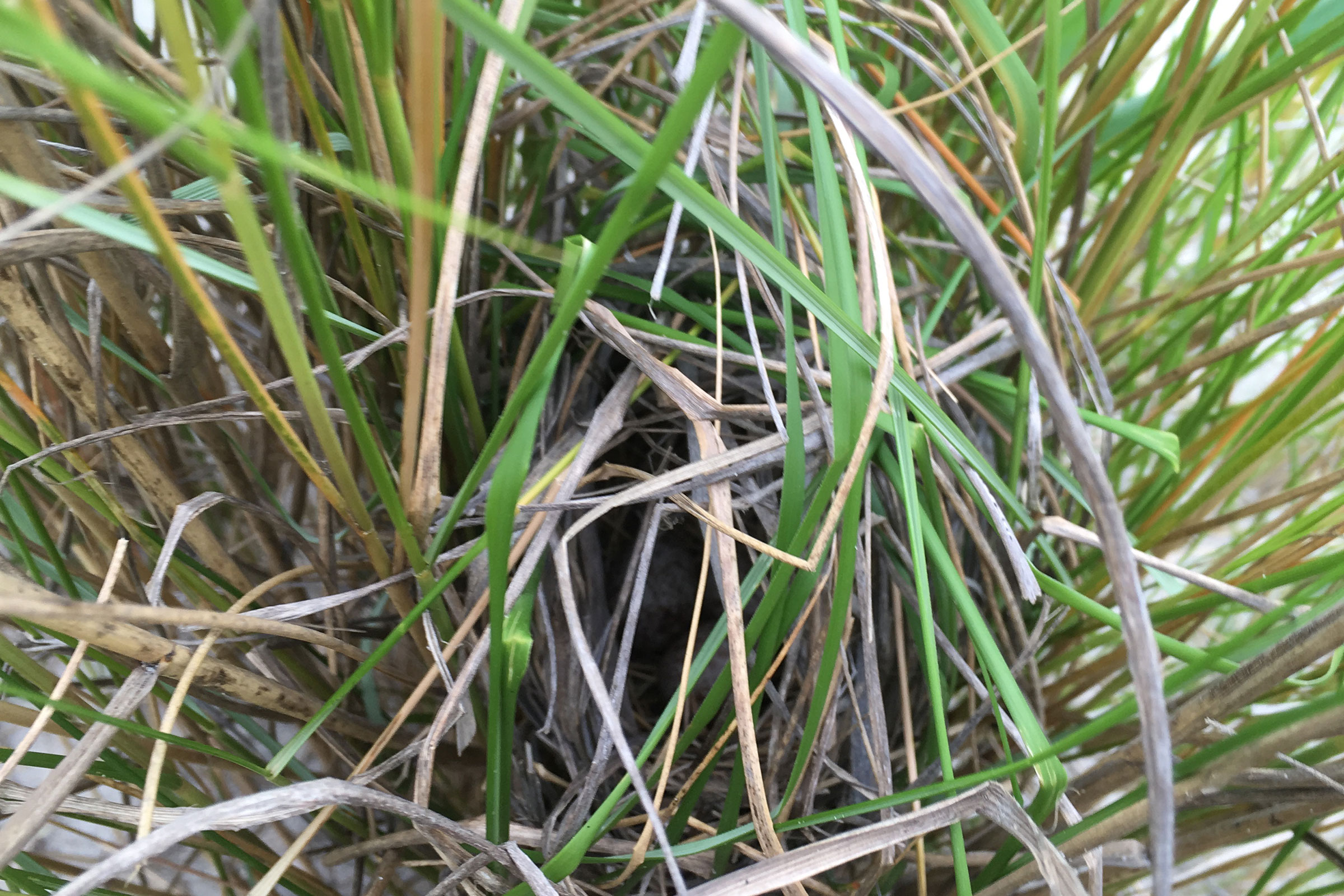 Seaside Sparrow - Nest, photo by Aylett Lipford