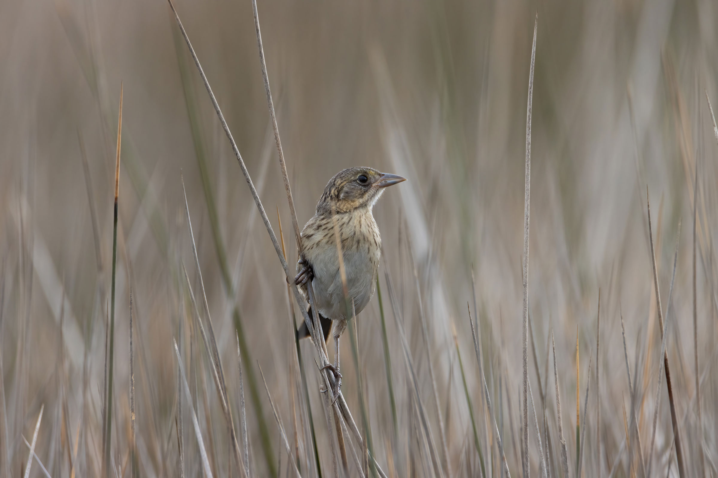 Seaside Sparrow - Juvenile, photo by David Yeager