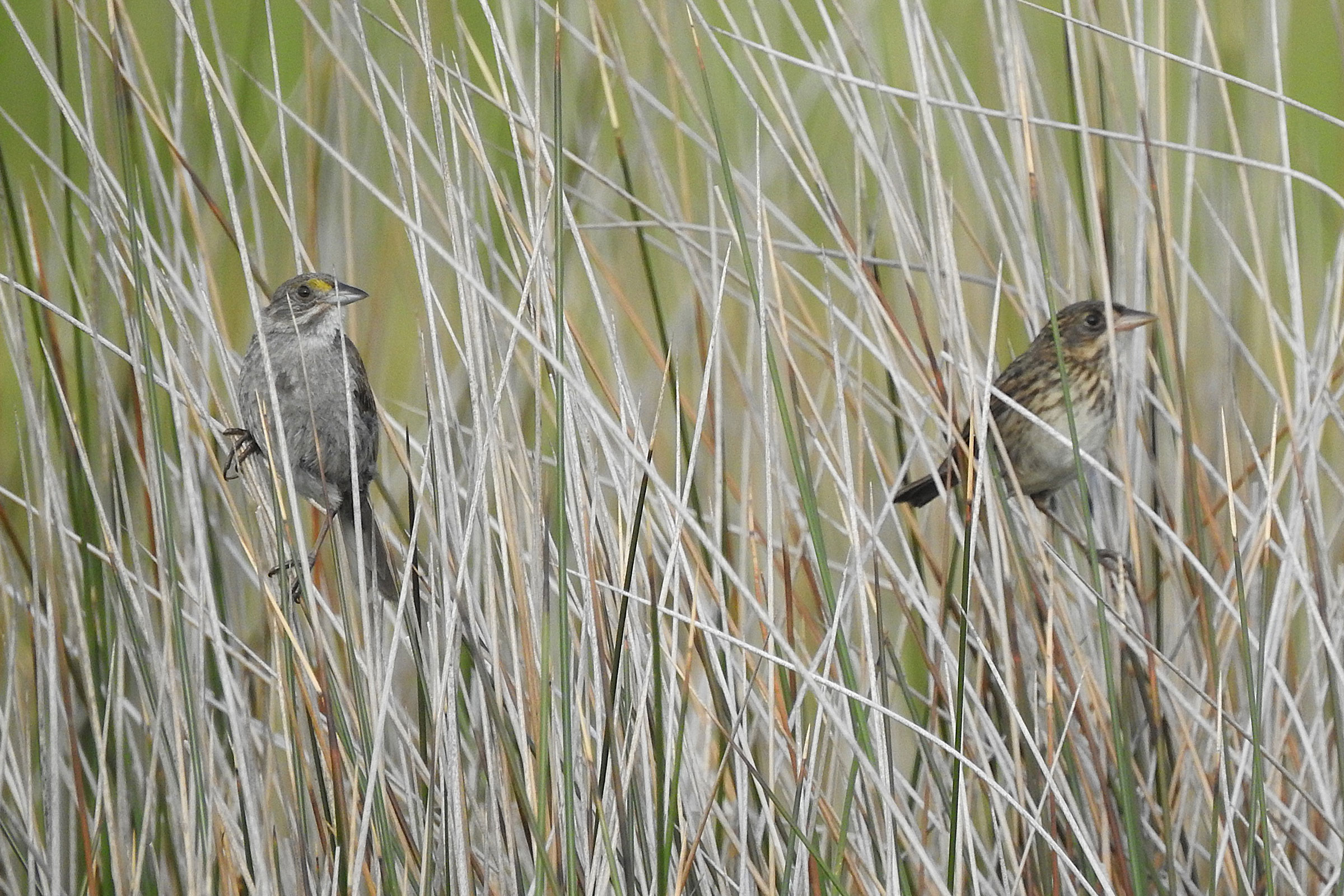 Seaside Sparrow - Adult with juvenile, photo by David Clark