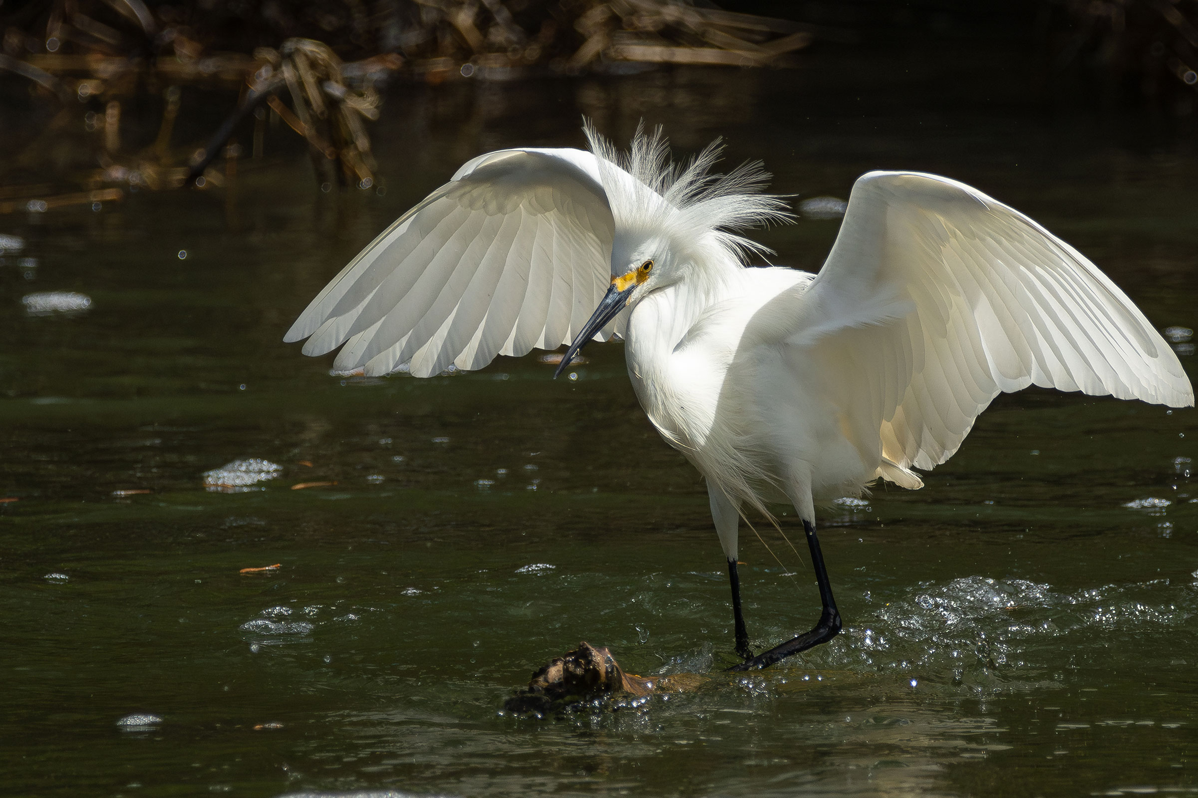 Snowy Egret - Adult, photo by Atlee Hargis