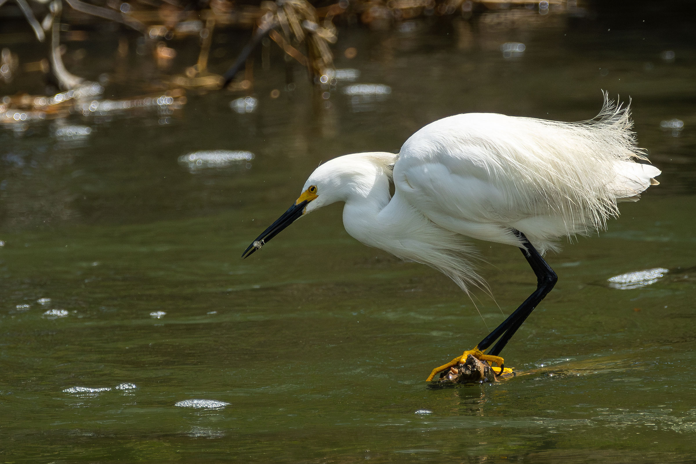 Snowy Egret - Adult with food, photo by Atlee Hargis