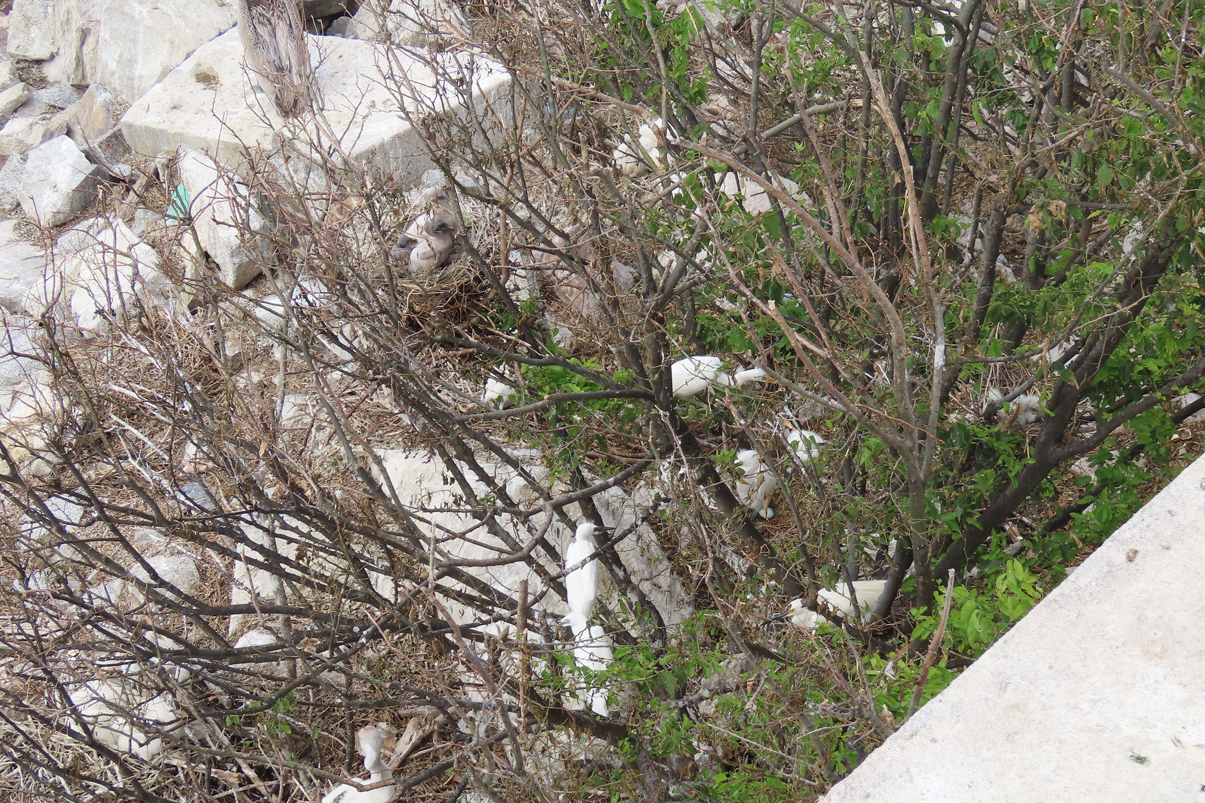 Snowy Egret - Rookery, photo by Joan Mashburn