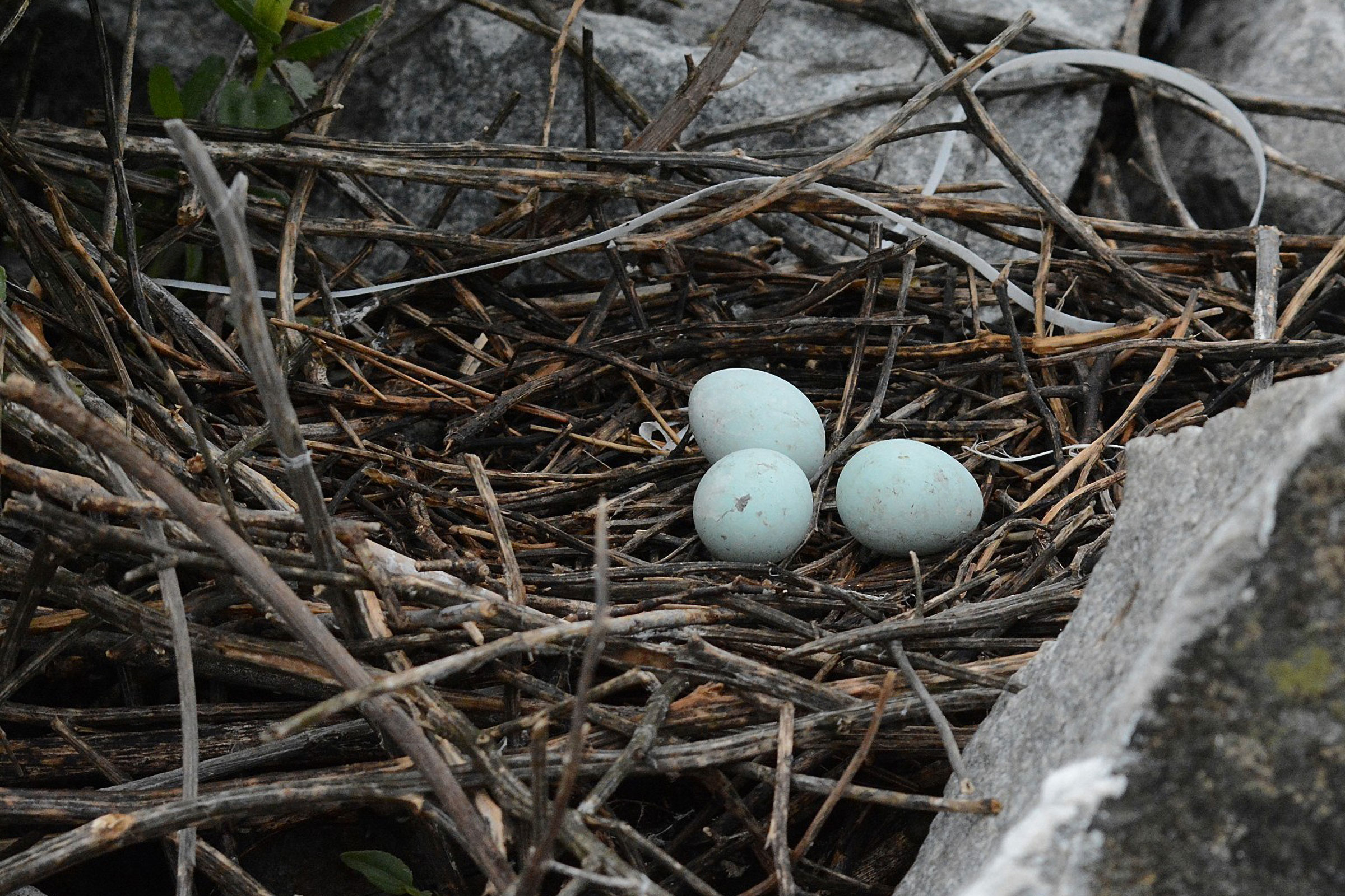 Snowy Egret - Nest with eggs, photo by Bill Williams