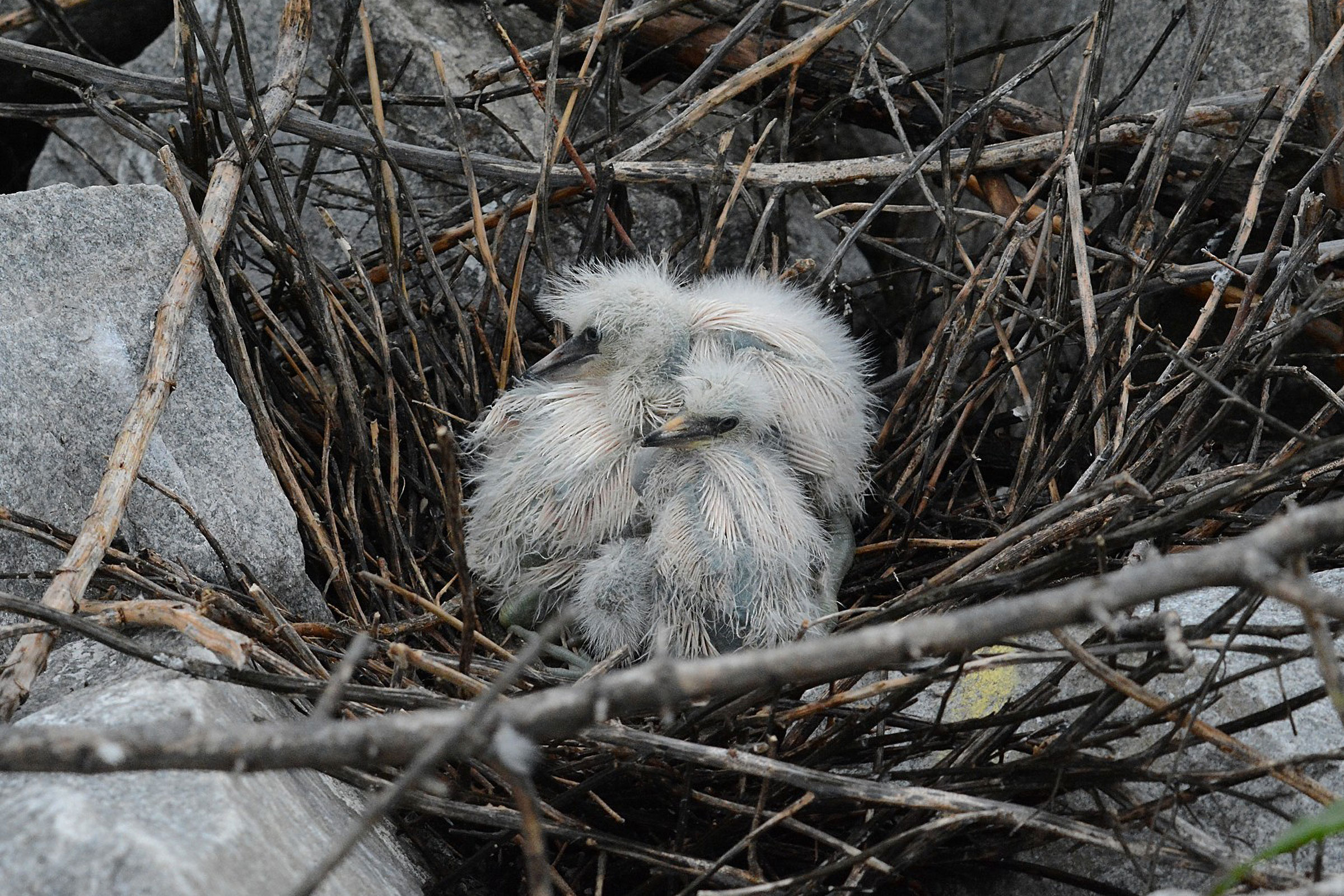 Snowy Egret - Nest with young, photo by Bill Williams