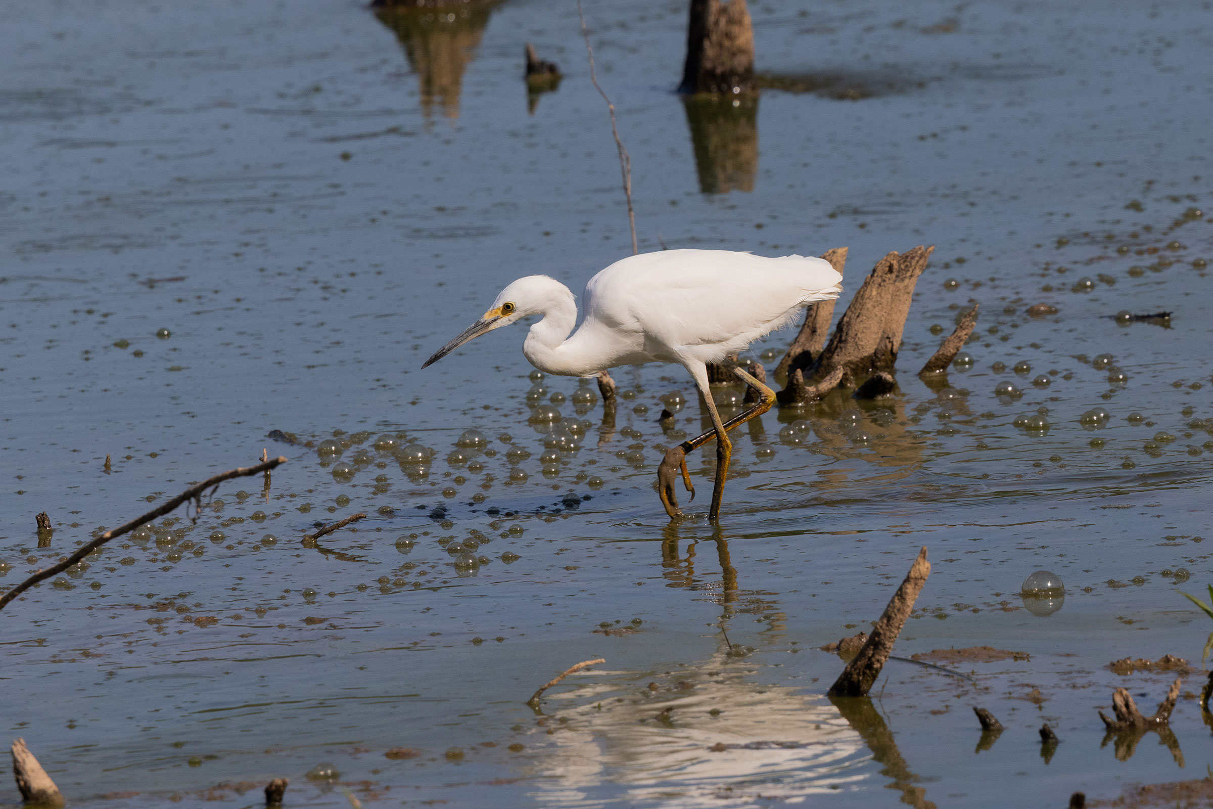 Snowy Egret - Juvenile, photo by Dixie Sommers