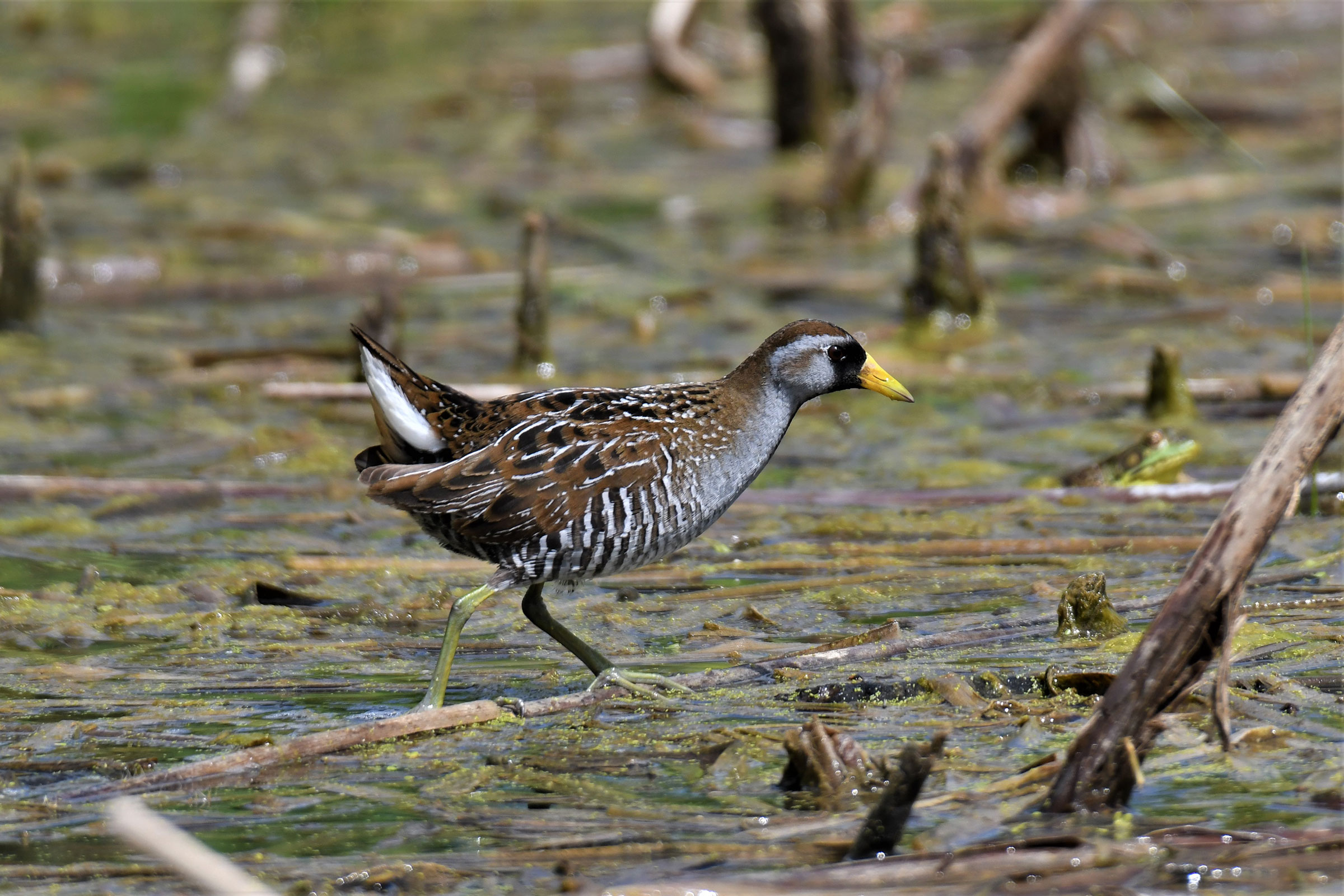 Sora - Adult male, photo by Joe Girgente @Joes_outdoor_adventures 