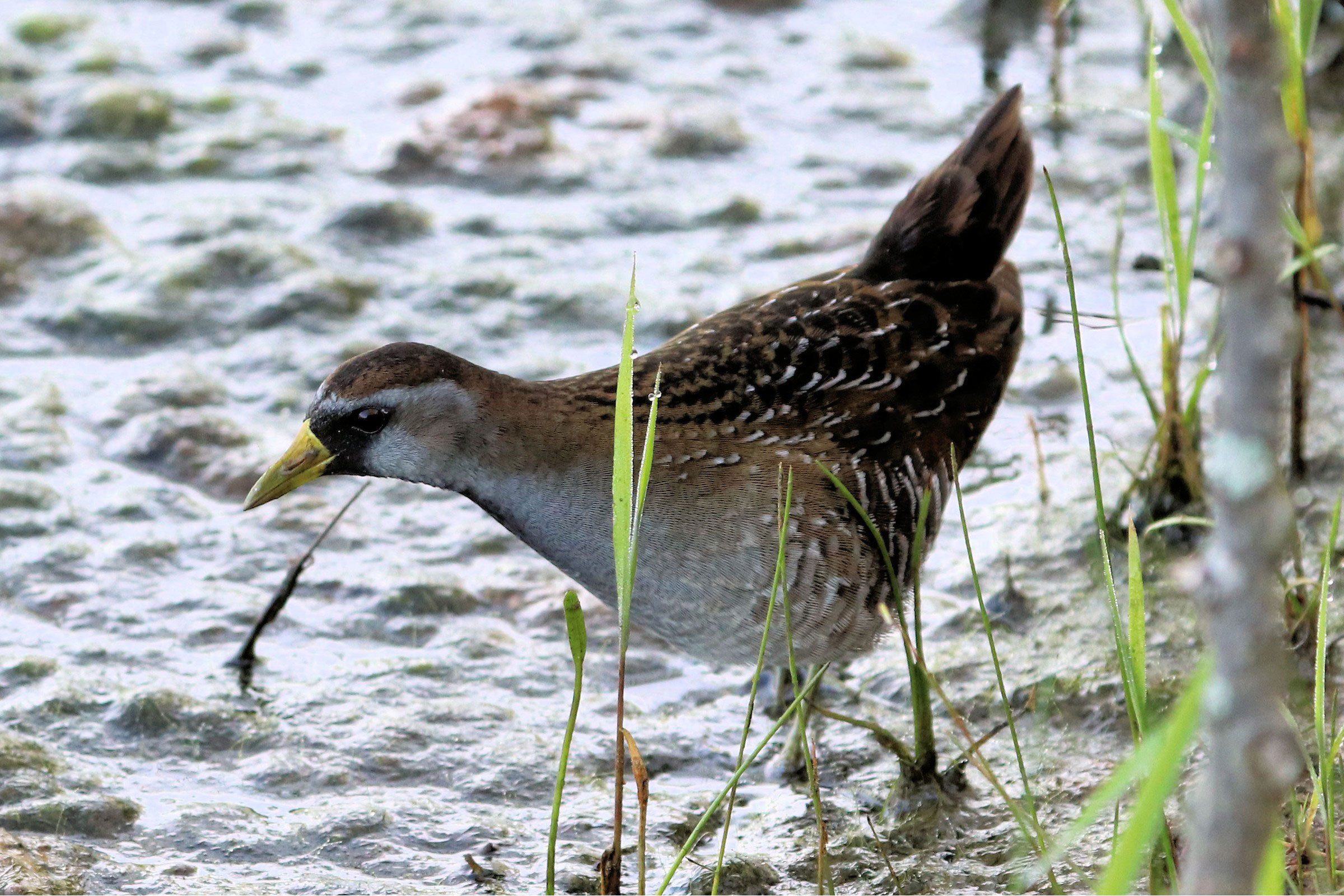 Sora - Adult female, photo by Dick Grubb