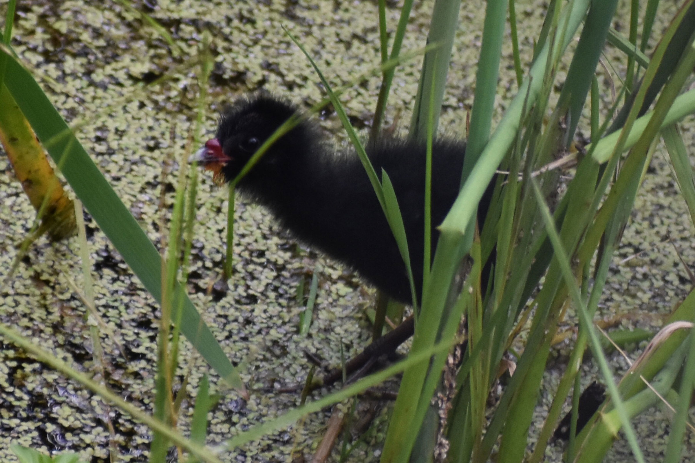 Sora - Juvenile, photo by Andrew Rapp