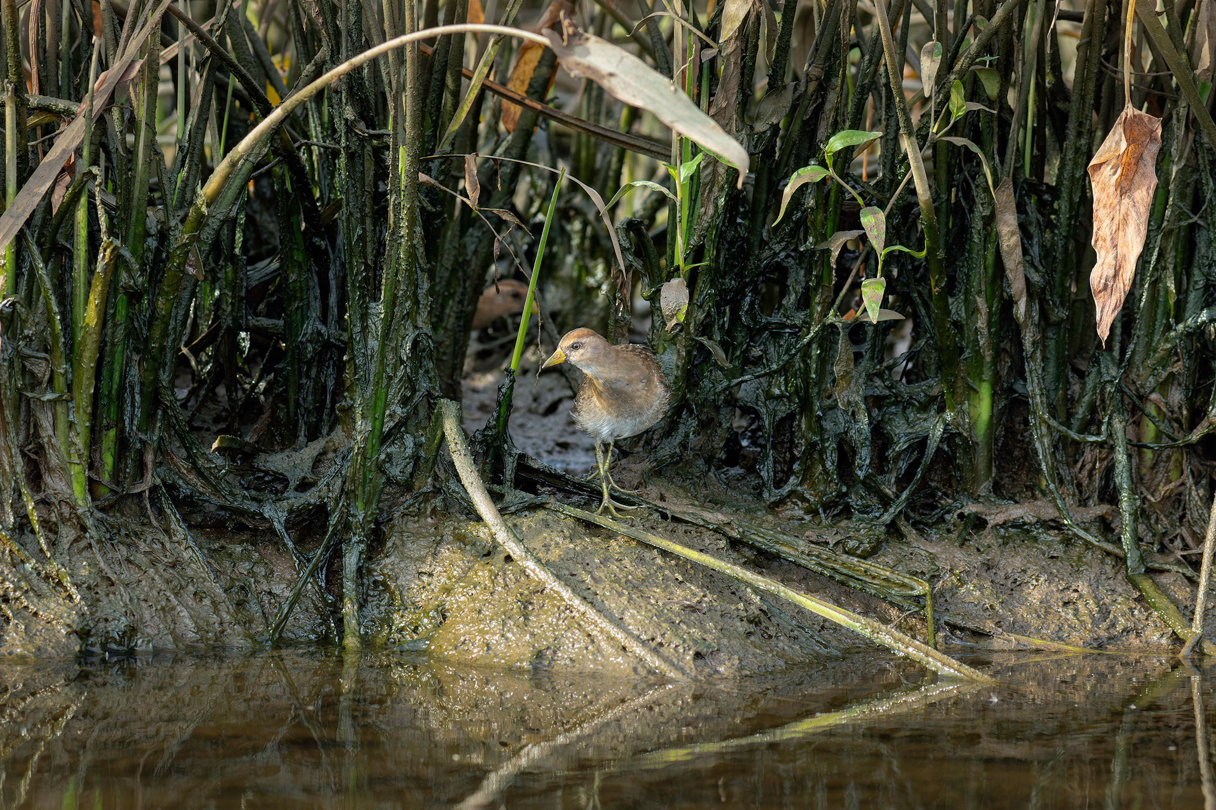 Sora - Immature, photo by Todd Kiraly