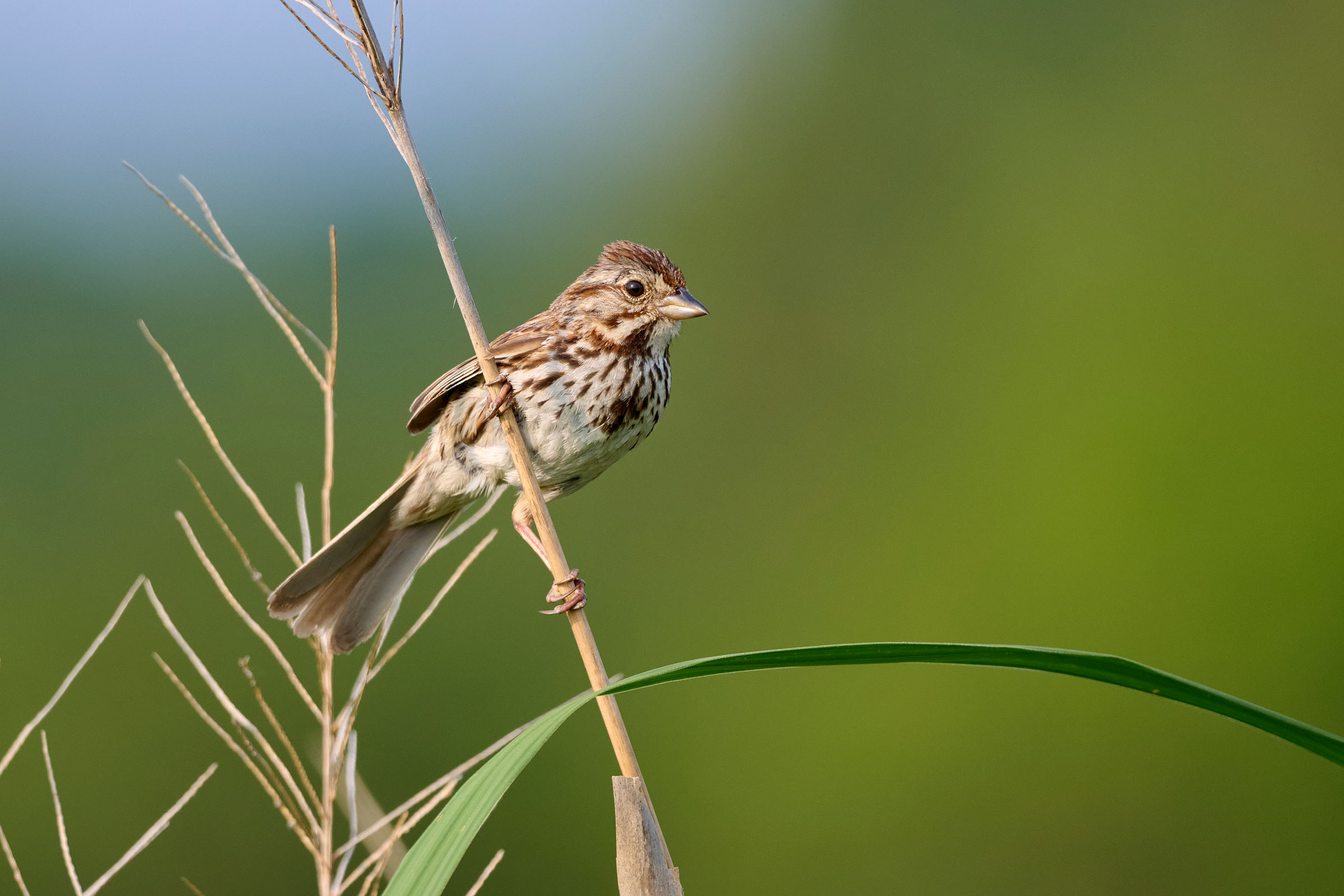 Song Sparrow - Adult, photo by Corby Amos