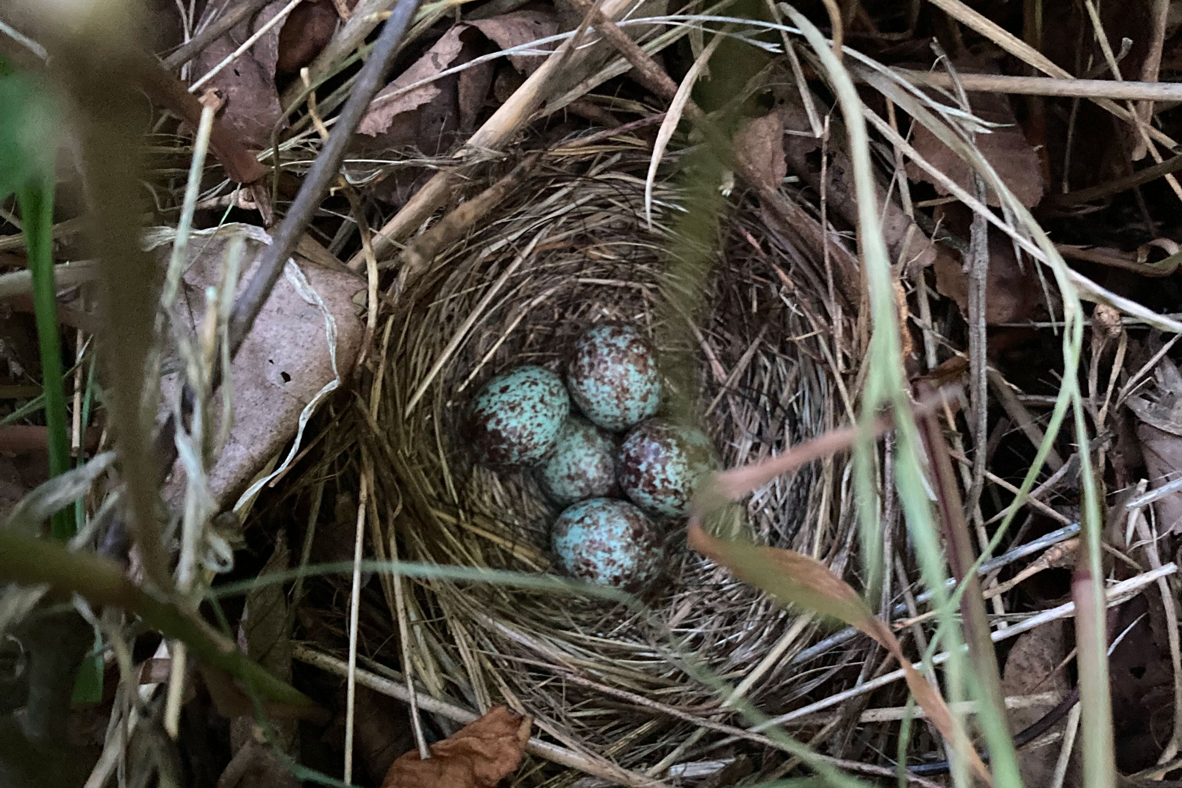Song Sparrow - Nest with eggs, photo by surfman