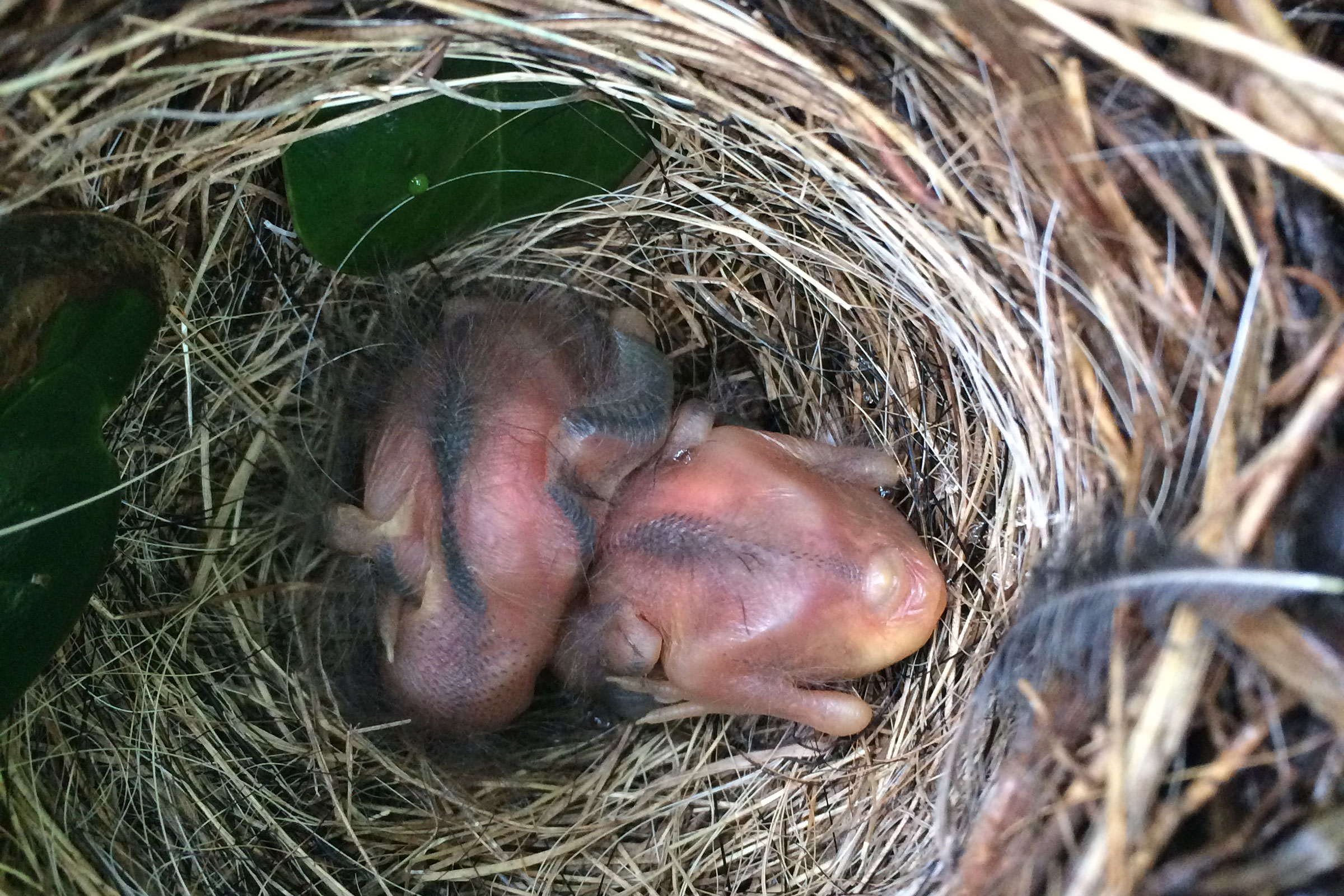 Song Sparrow - Nestlings, photo by JoAnn Dalley