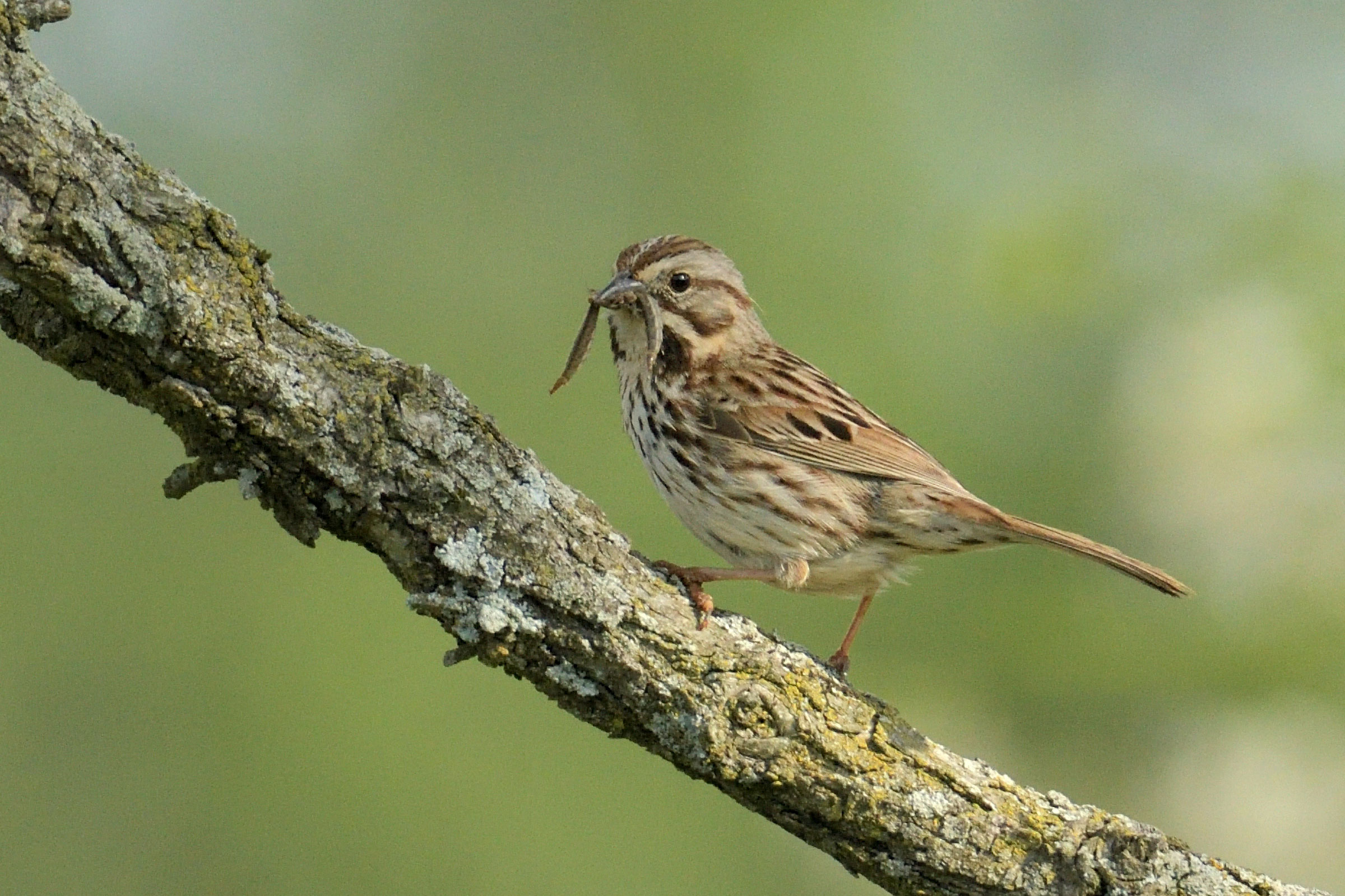 Song Sparrow - Carrying food, photo by Bob Epperson