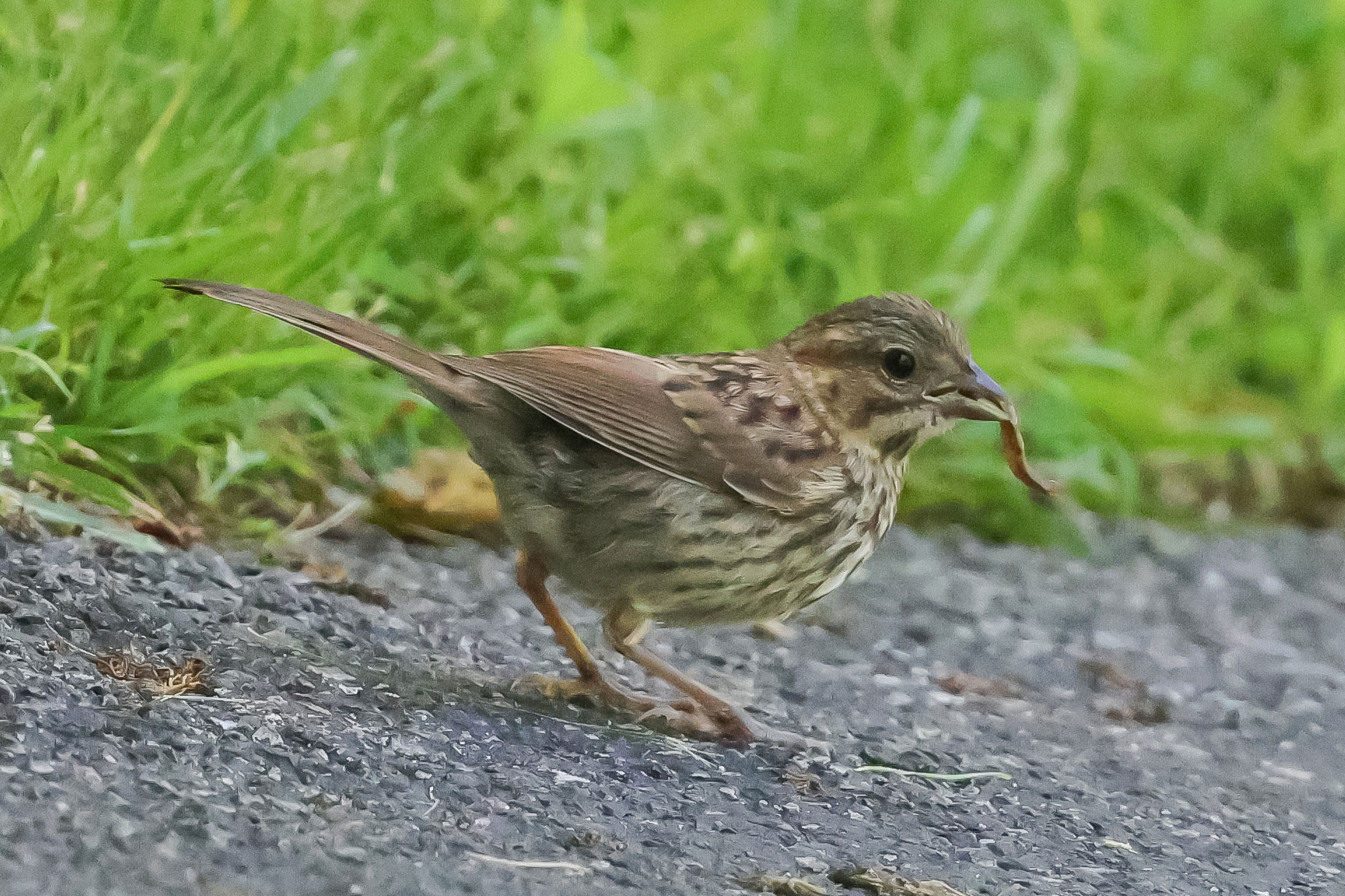Song Sparrow - Juvenile, photo by Deborah Humphries