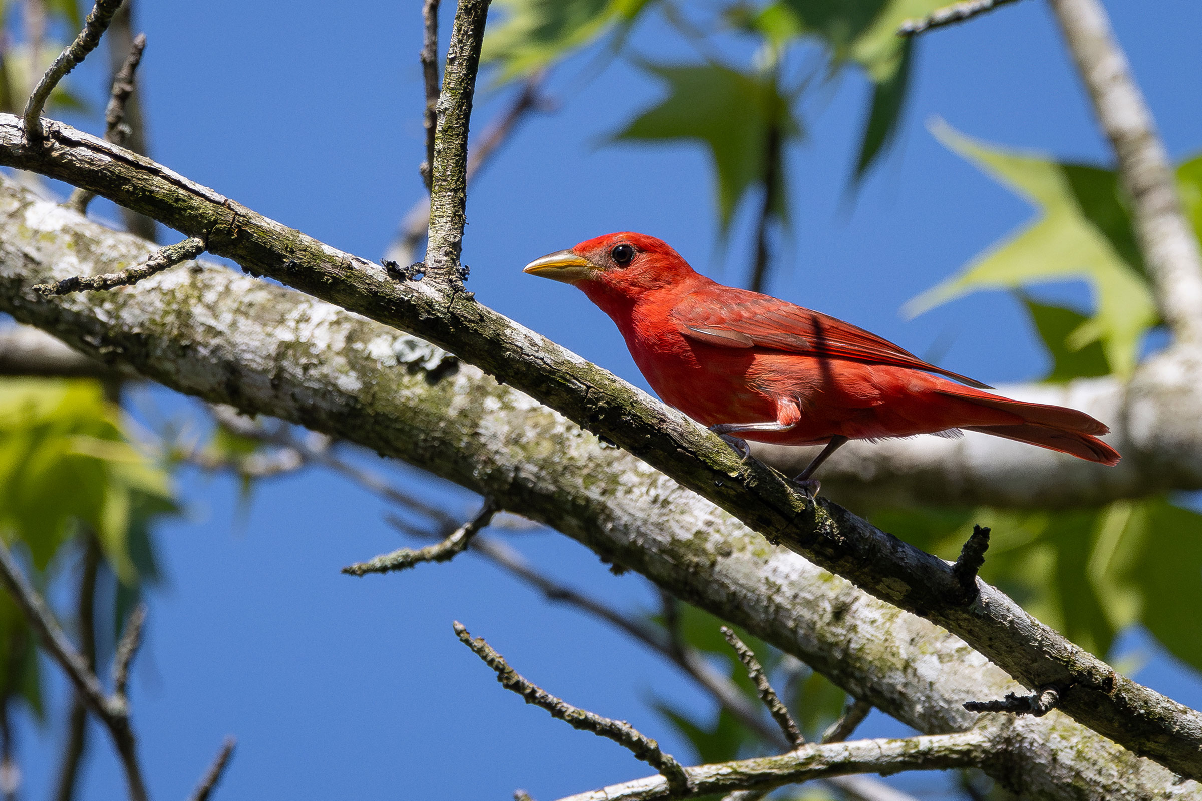 Summer Tanager - Adult male, photo by Atlee Hargis