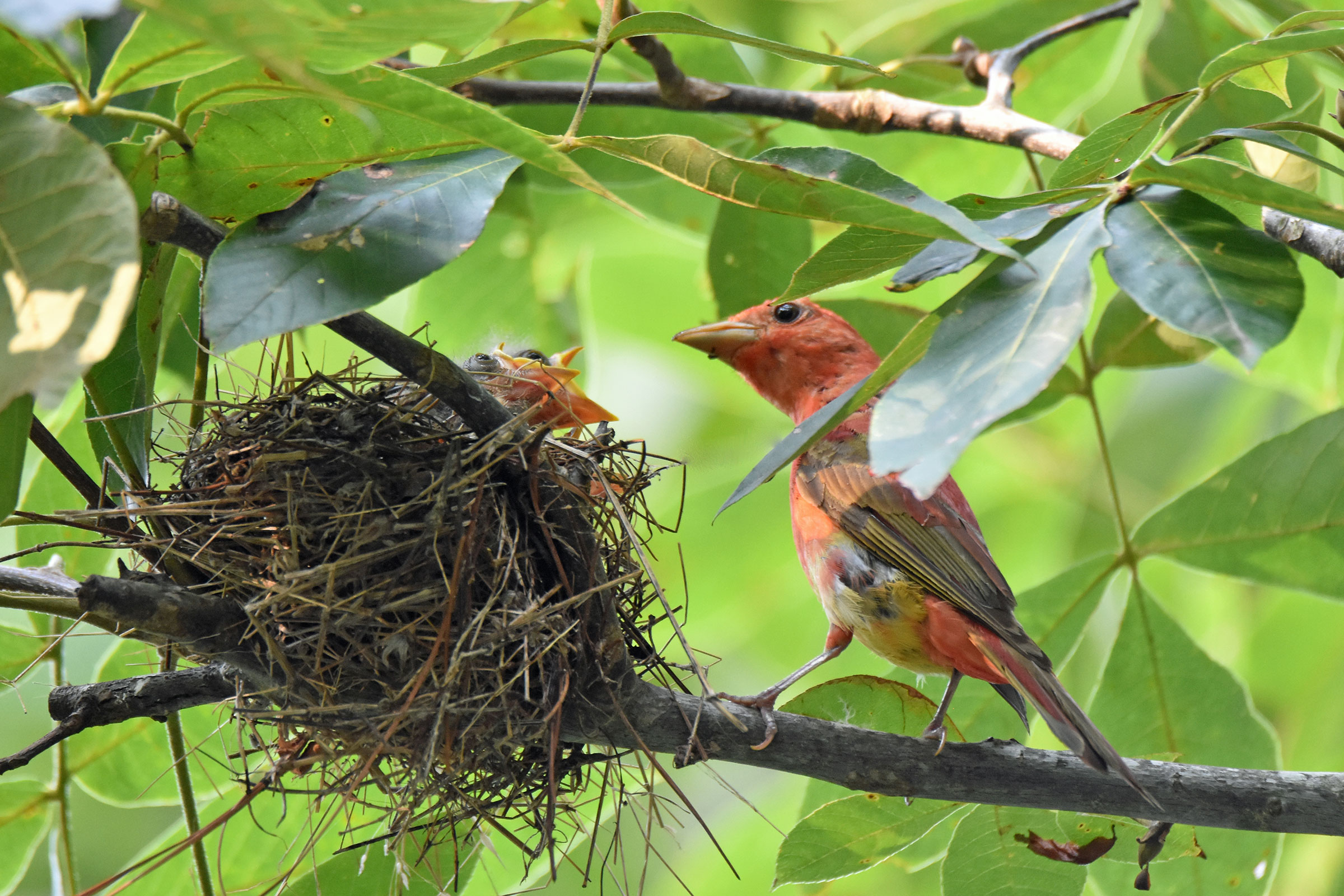 Summer Tanager - Nest with young, photo by Mary-Ann Ingrao