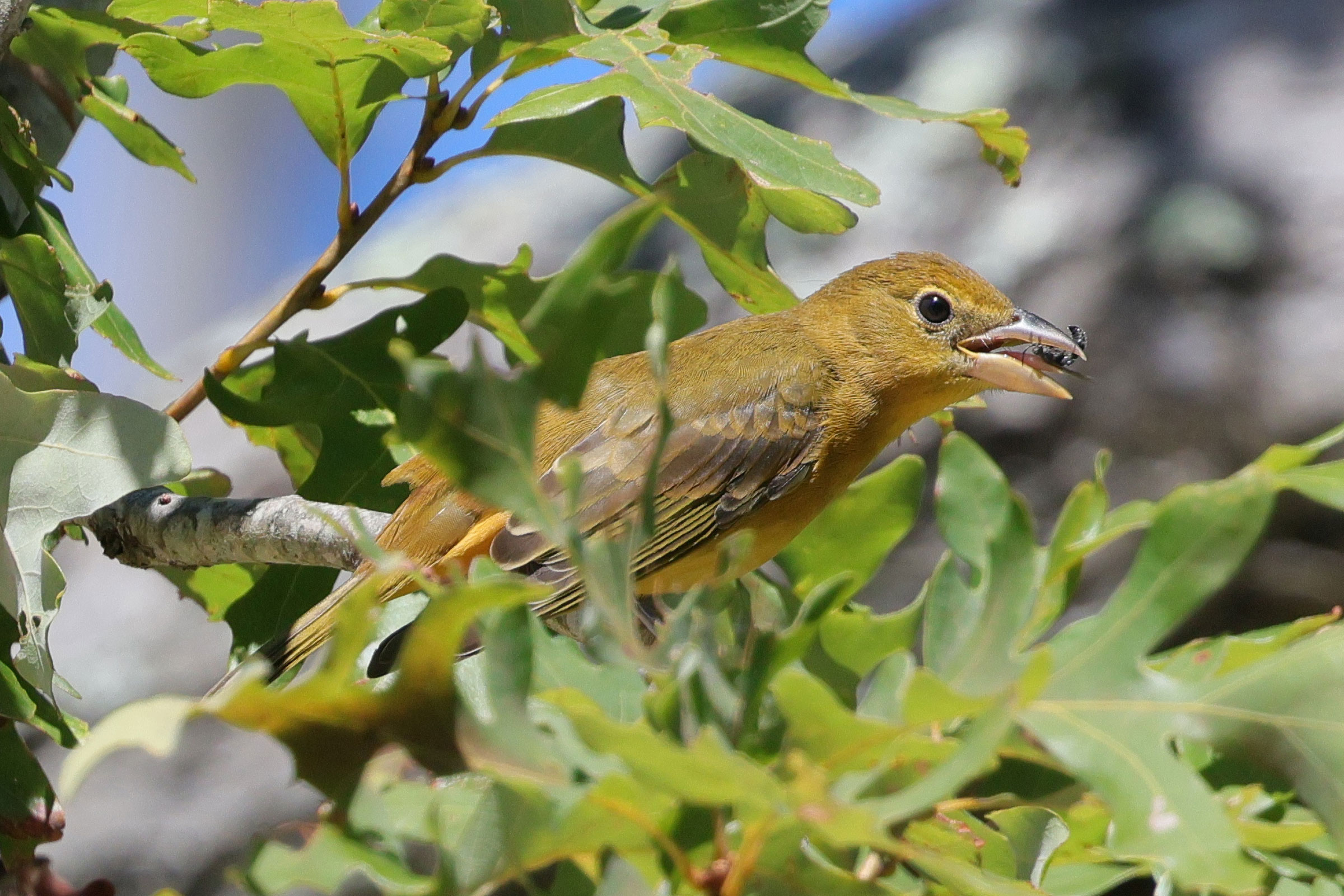 Summer Tanager - Immature with food, photo by Deborah Humphries