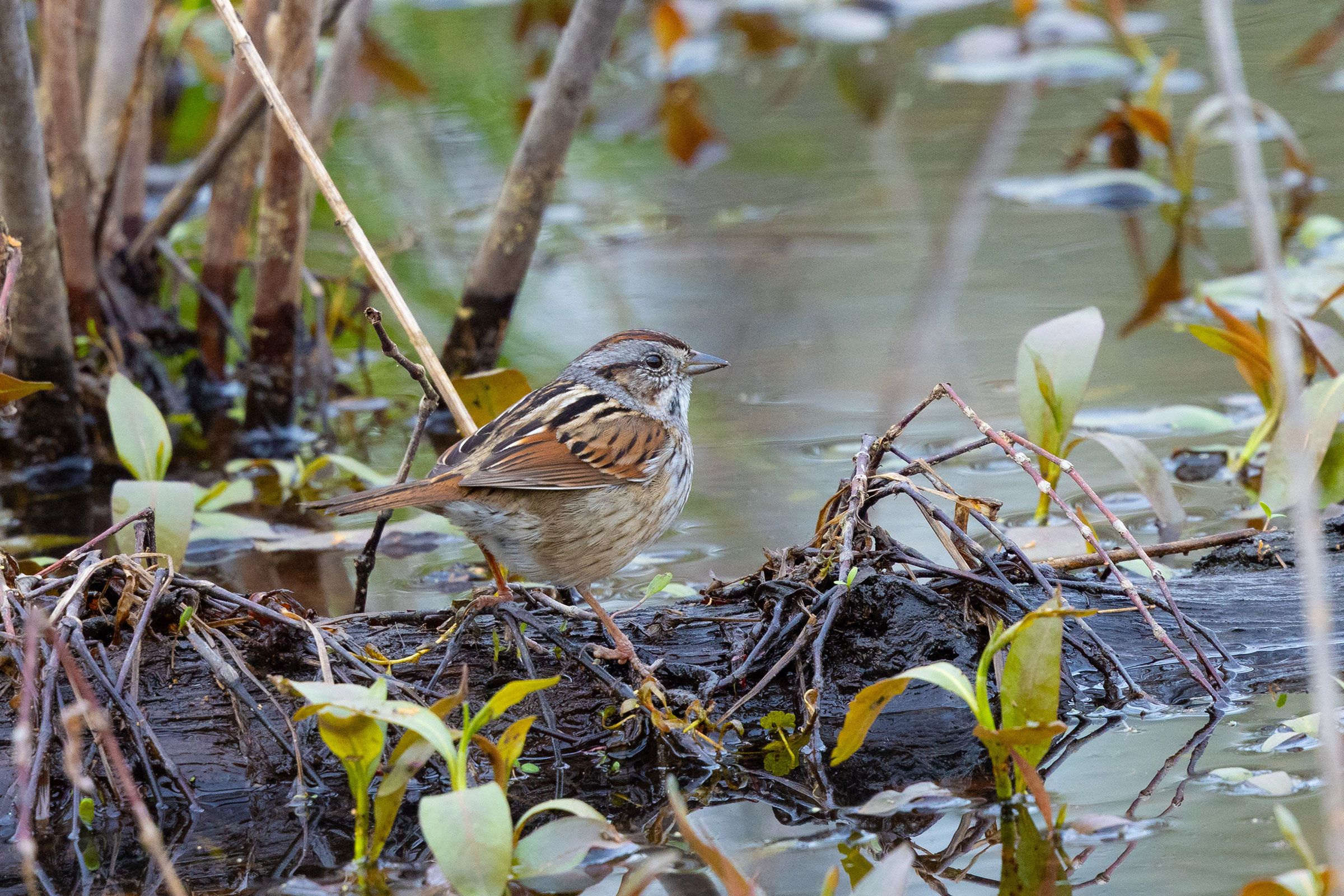 Swamp Sparrow - Adult, photo by Dixie Sommers