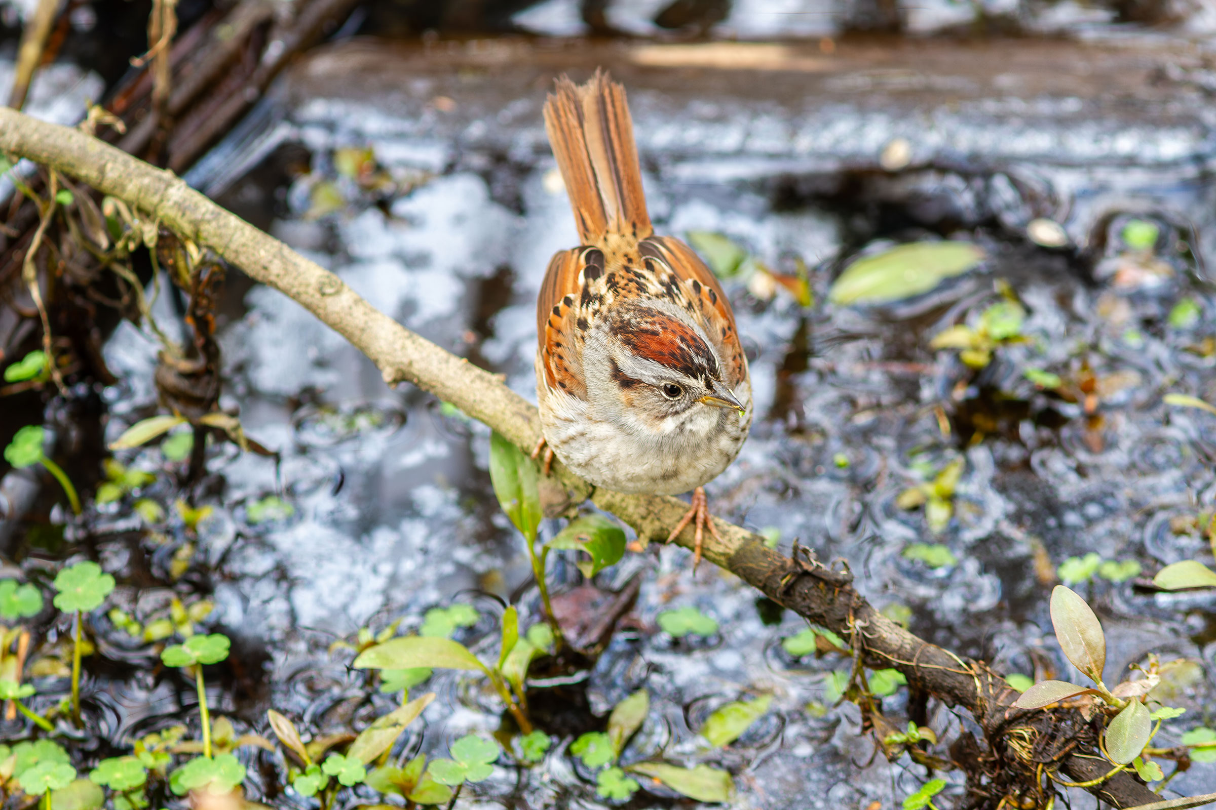 Swamp Sparrow - Adult, photo by Eric L. Kershner