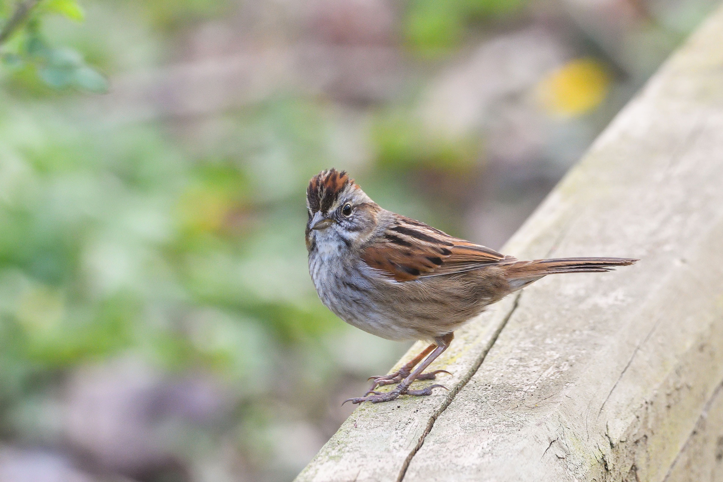 Swamp Sparrow - Adult, photo by Beth and Dan Fedorko