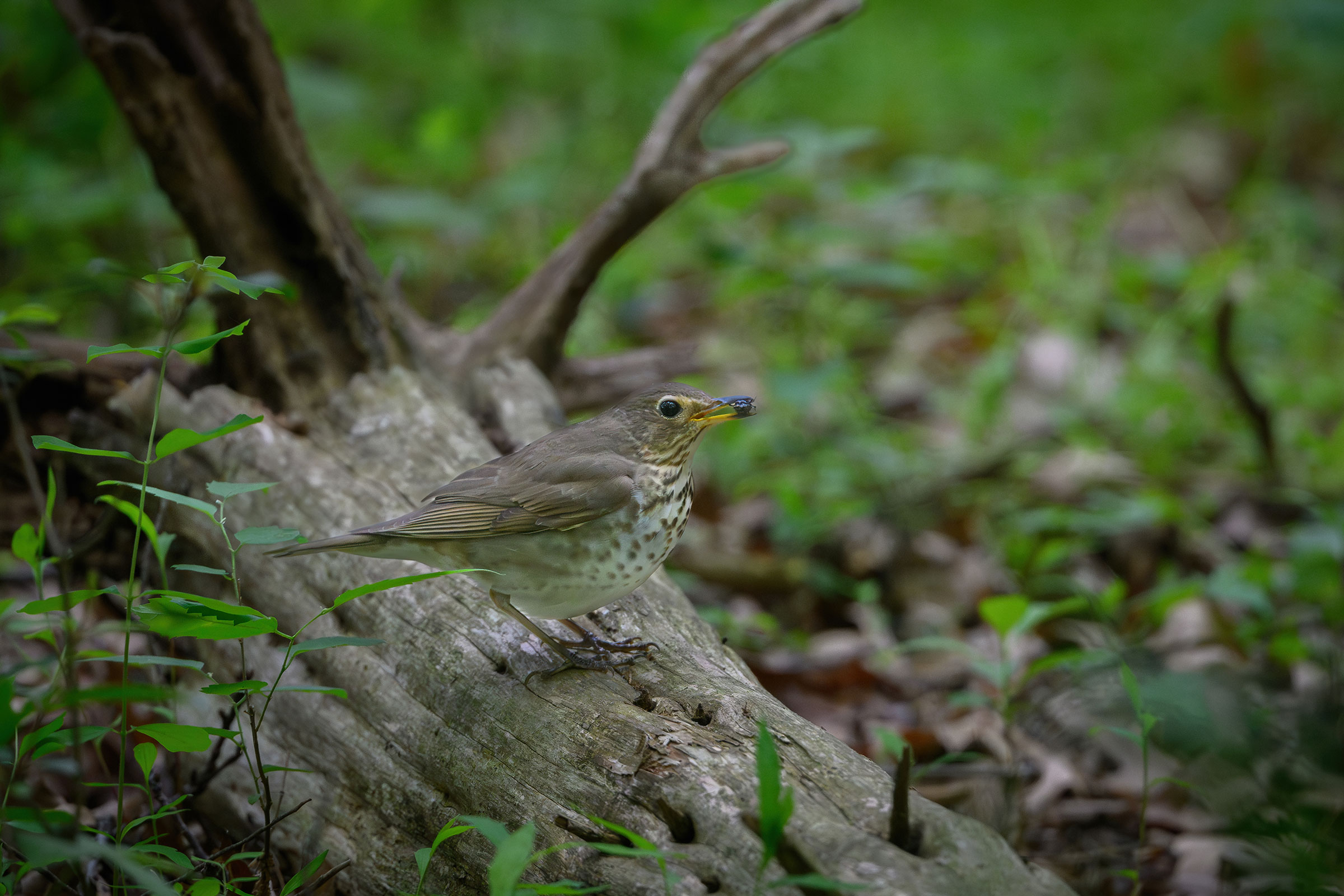 Swainson's Thrush - Adult, photo by Jim Emery