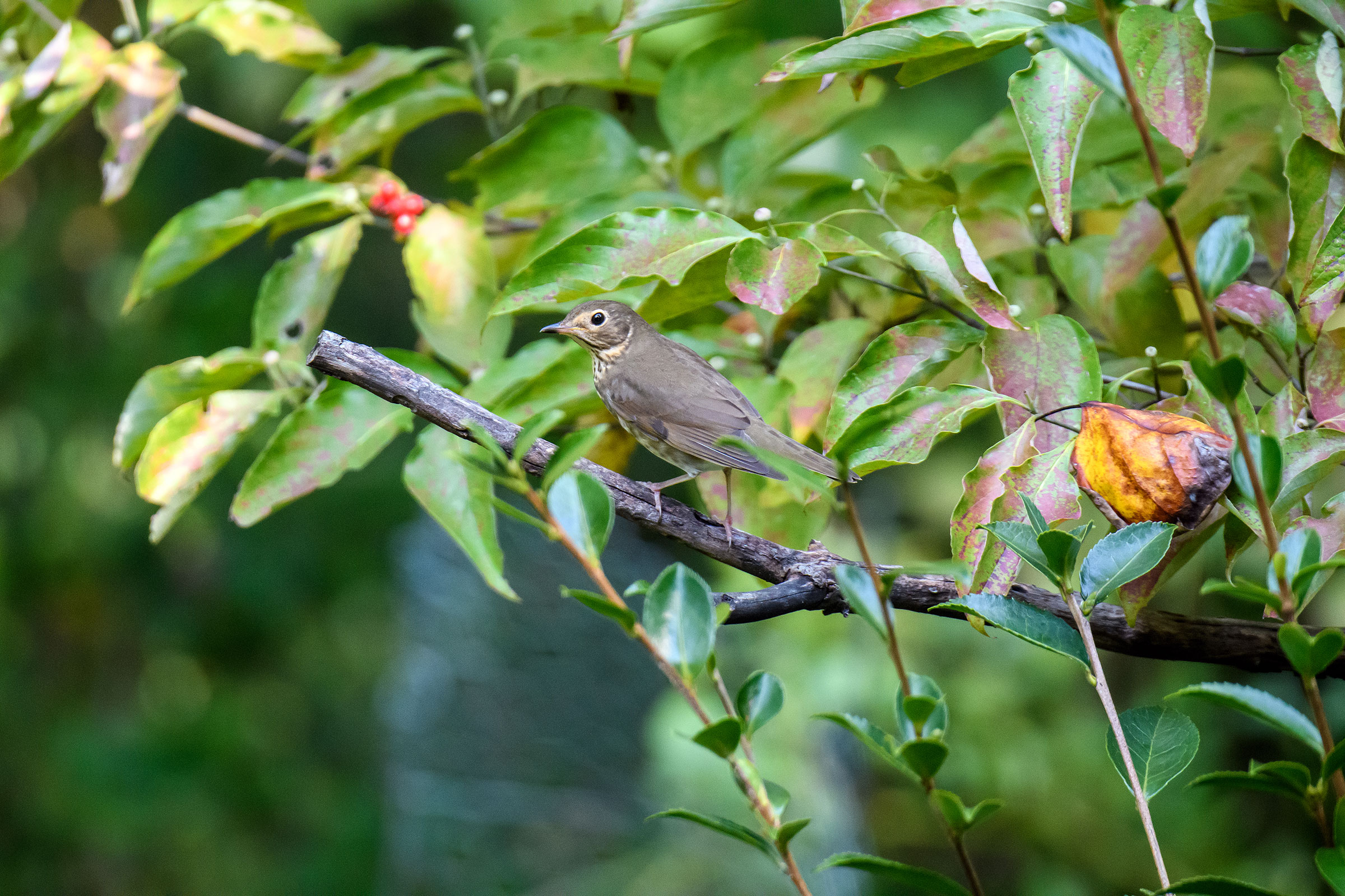 Swainson's Thrush - Immature, photo by Naseem Reza