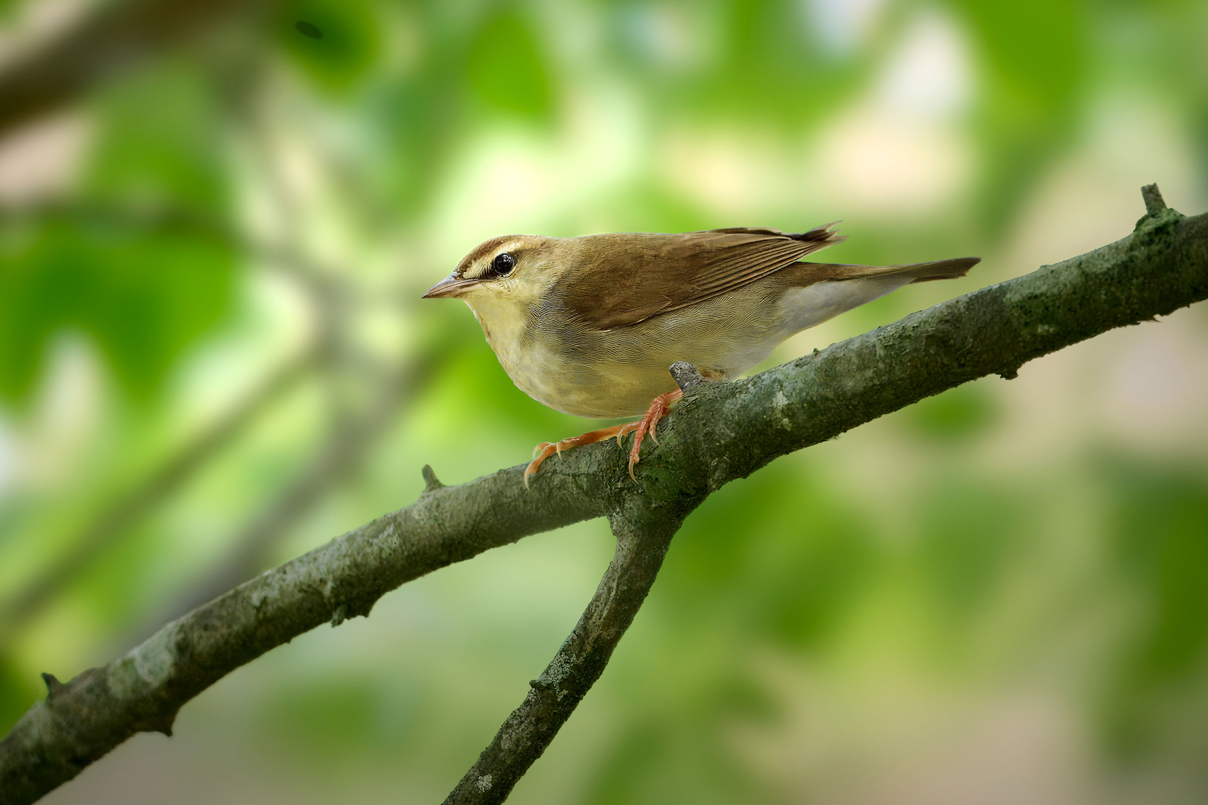 Swainson's Warber - Adult, photo by Corby Amos