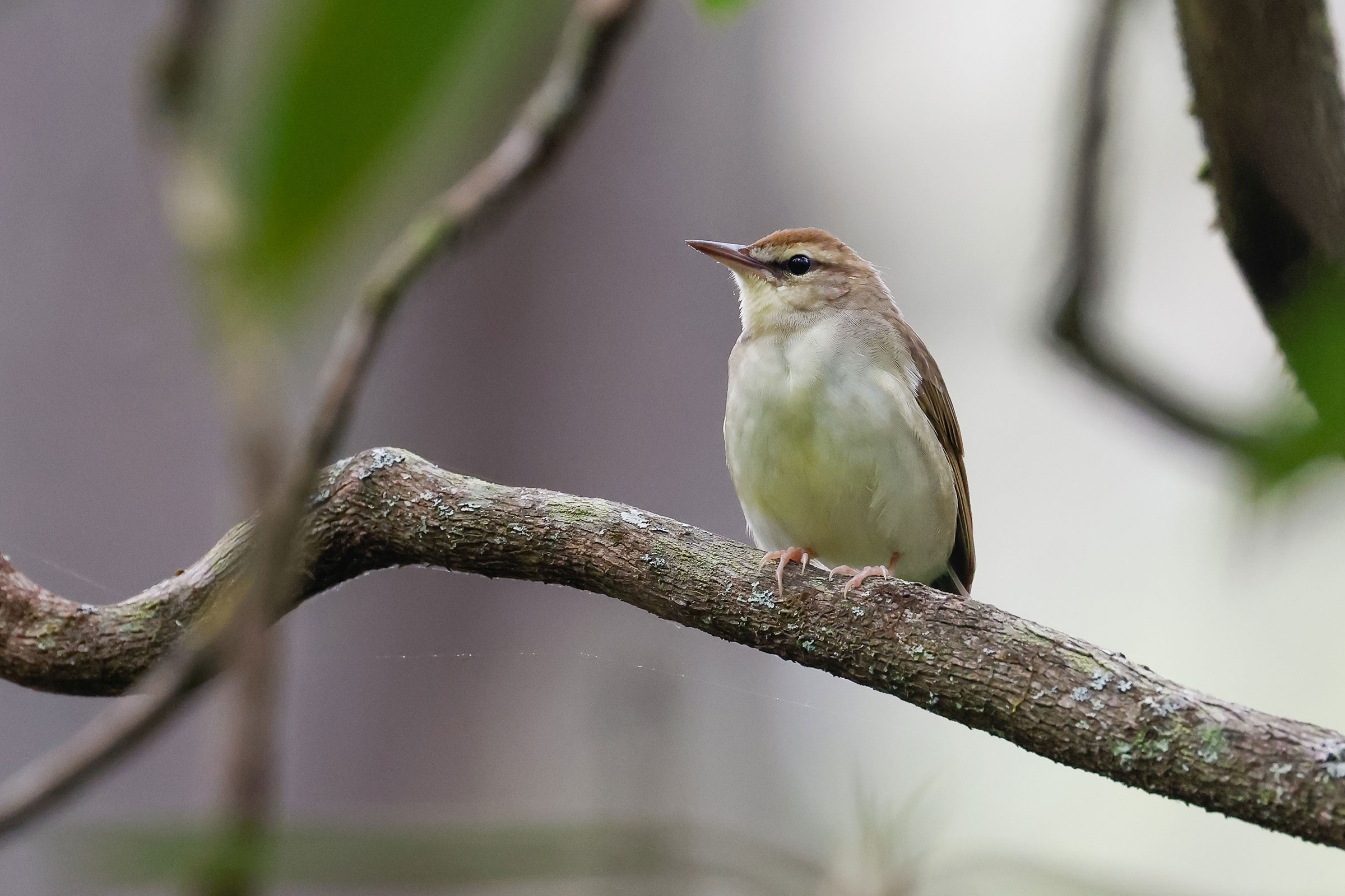 Swainson's Warber - Adult, photo by Baxter Beamer