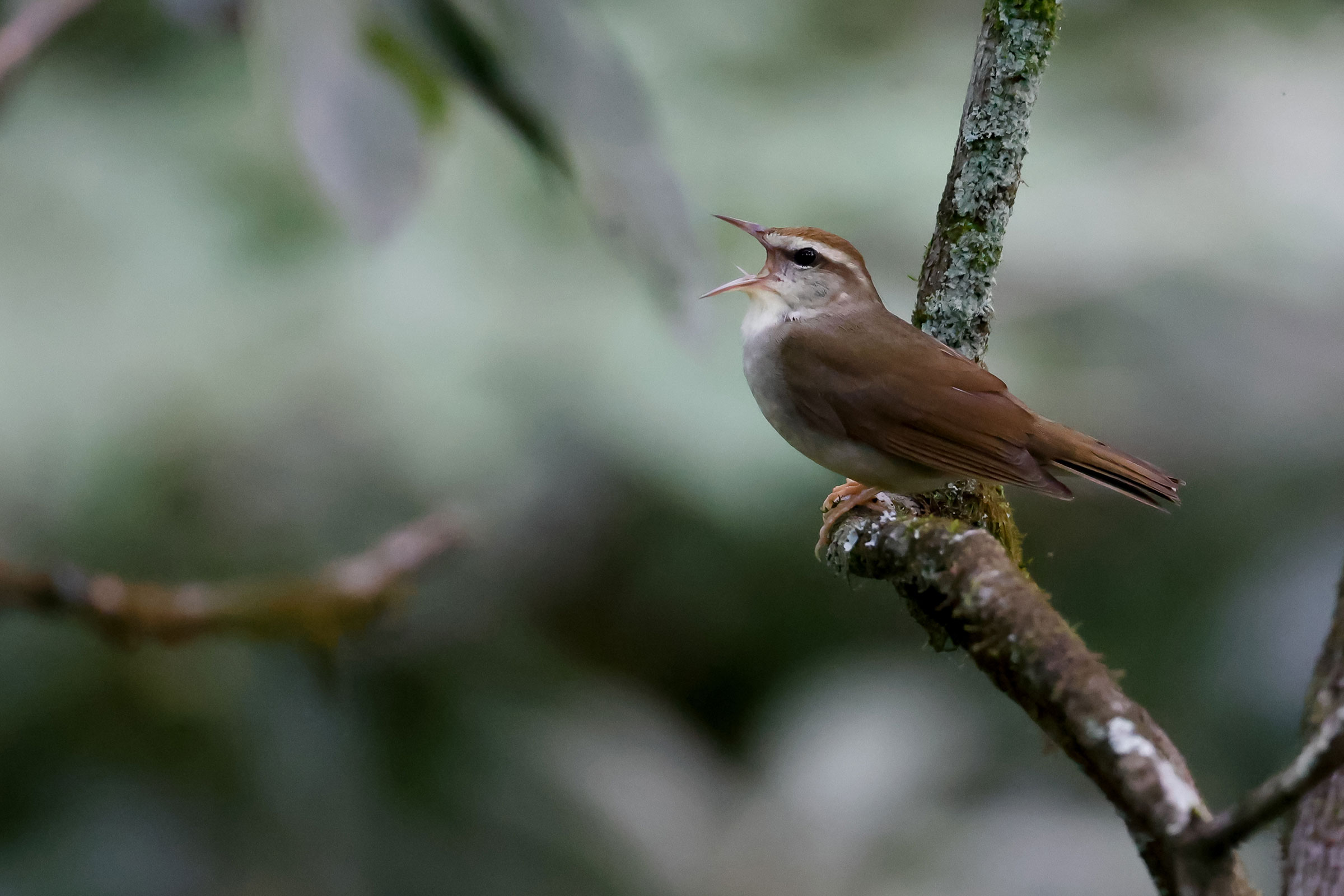 Swainson's Warber - Adult singing, photo by Baxter Beamer