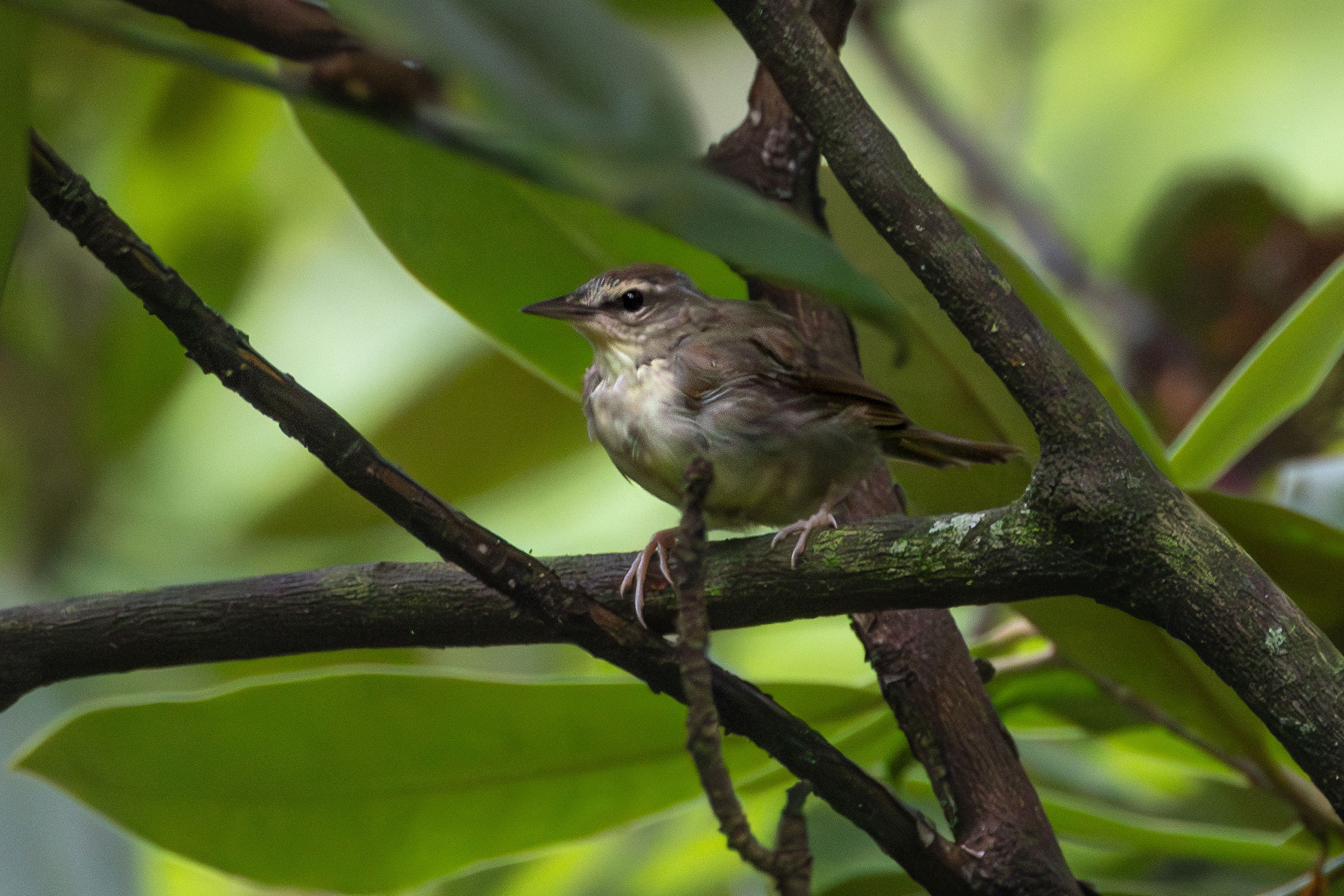 Swainson's Warber - Juvenile, photo by Phil Lehman