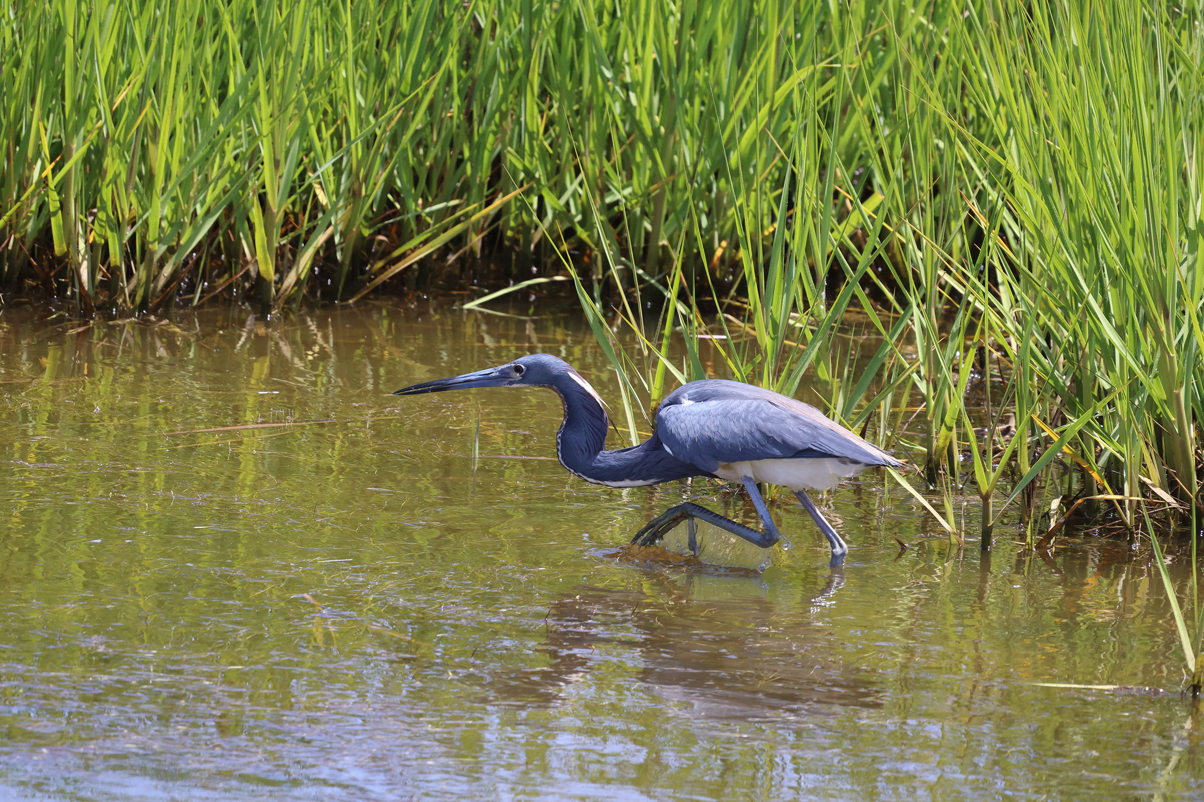 Tricolored Heron - Adult, photo by Phil Kenny