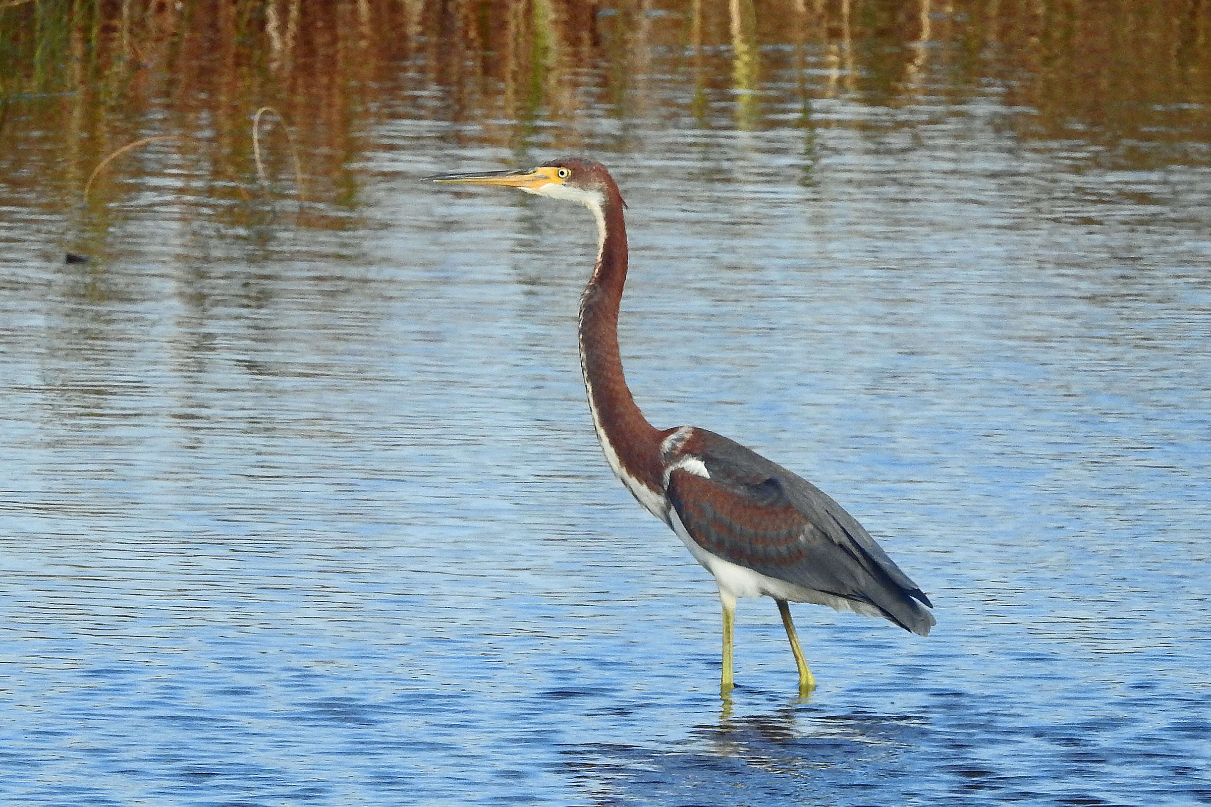 Tricolored Heron - Immature, photo by Larry Meade