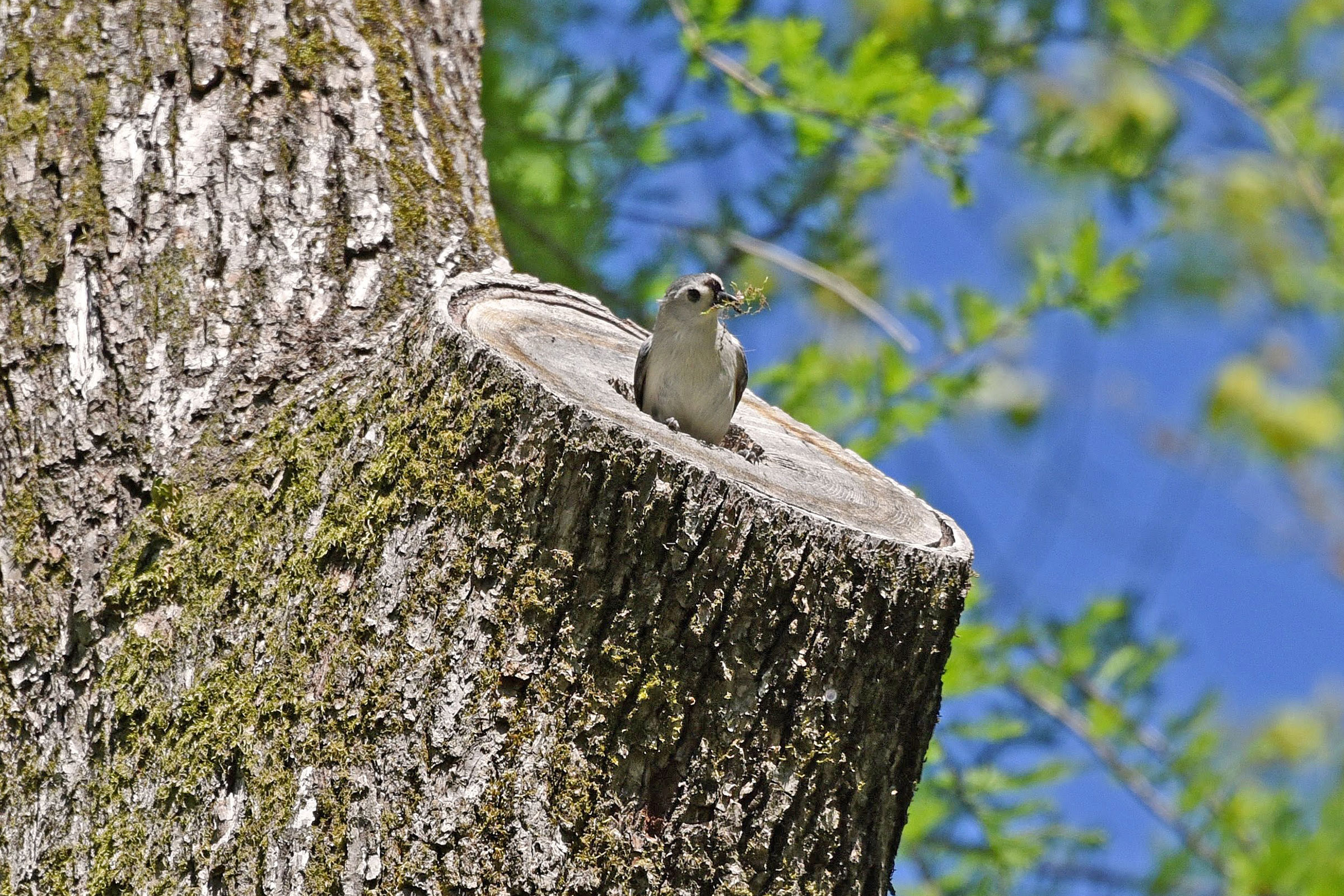 Tufted Titmouse - With nesting material, photo by Jim Easton