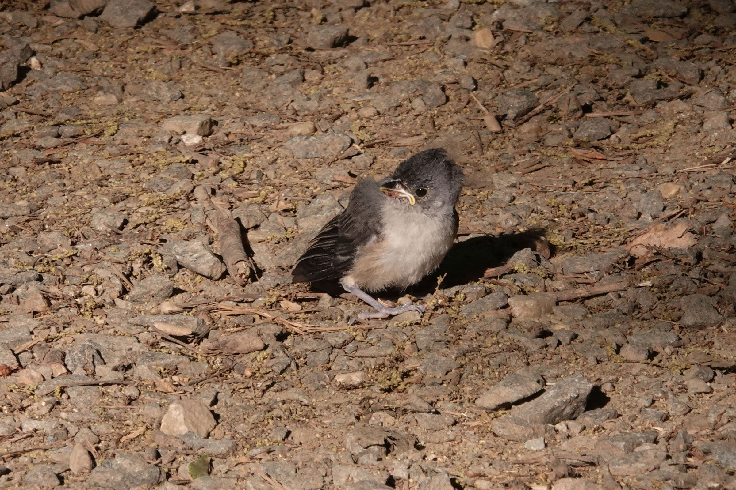 Tufted Titmouse - Fledgling, photo by Dixie Sommers
