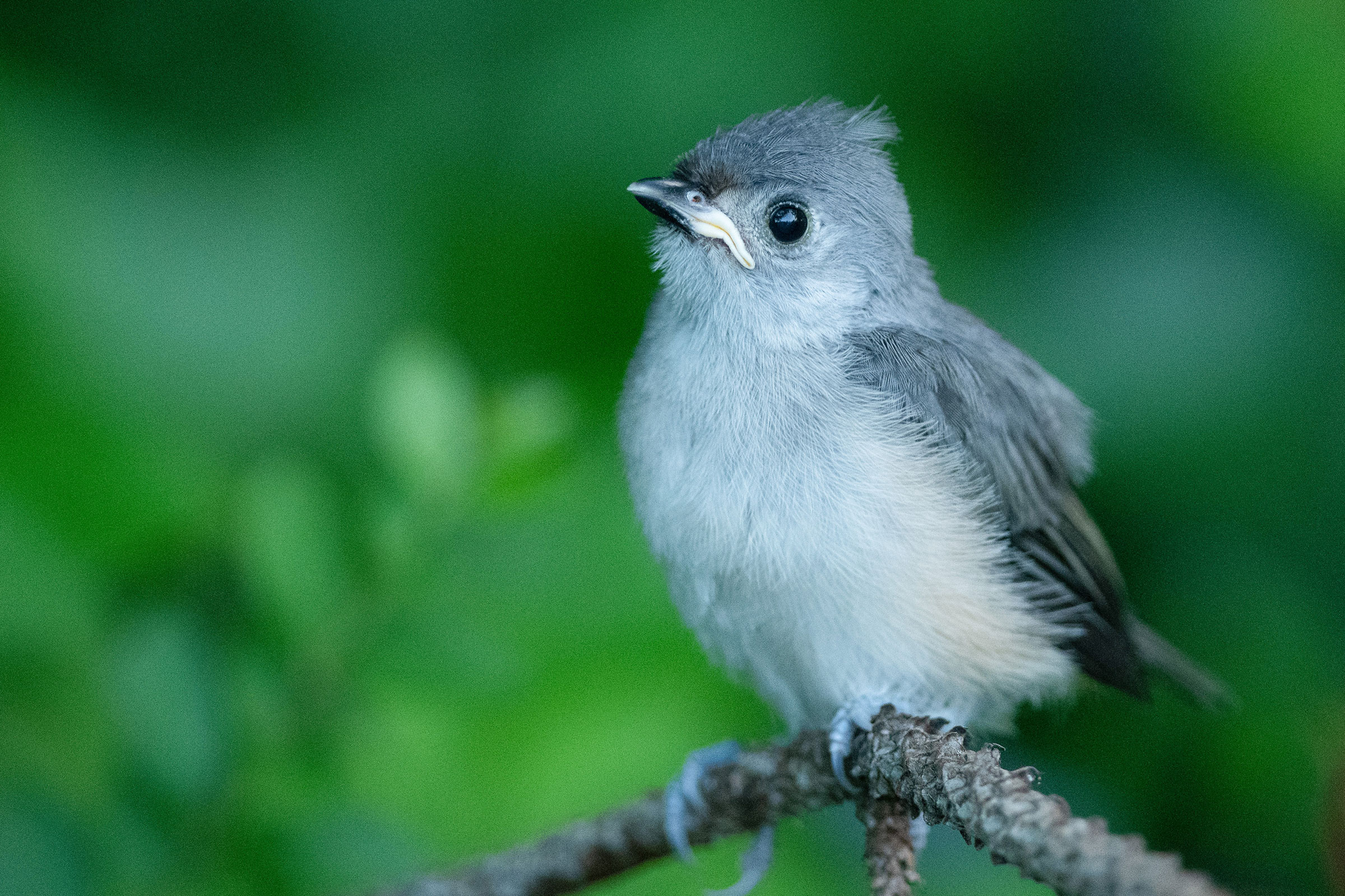 Tufted Titmouse - Juvenile, photo by MC Miguez