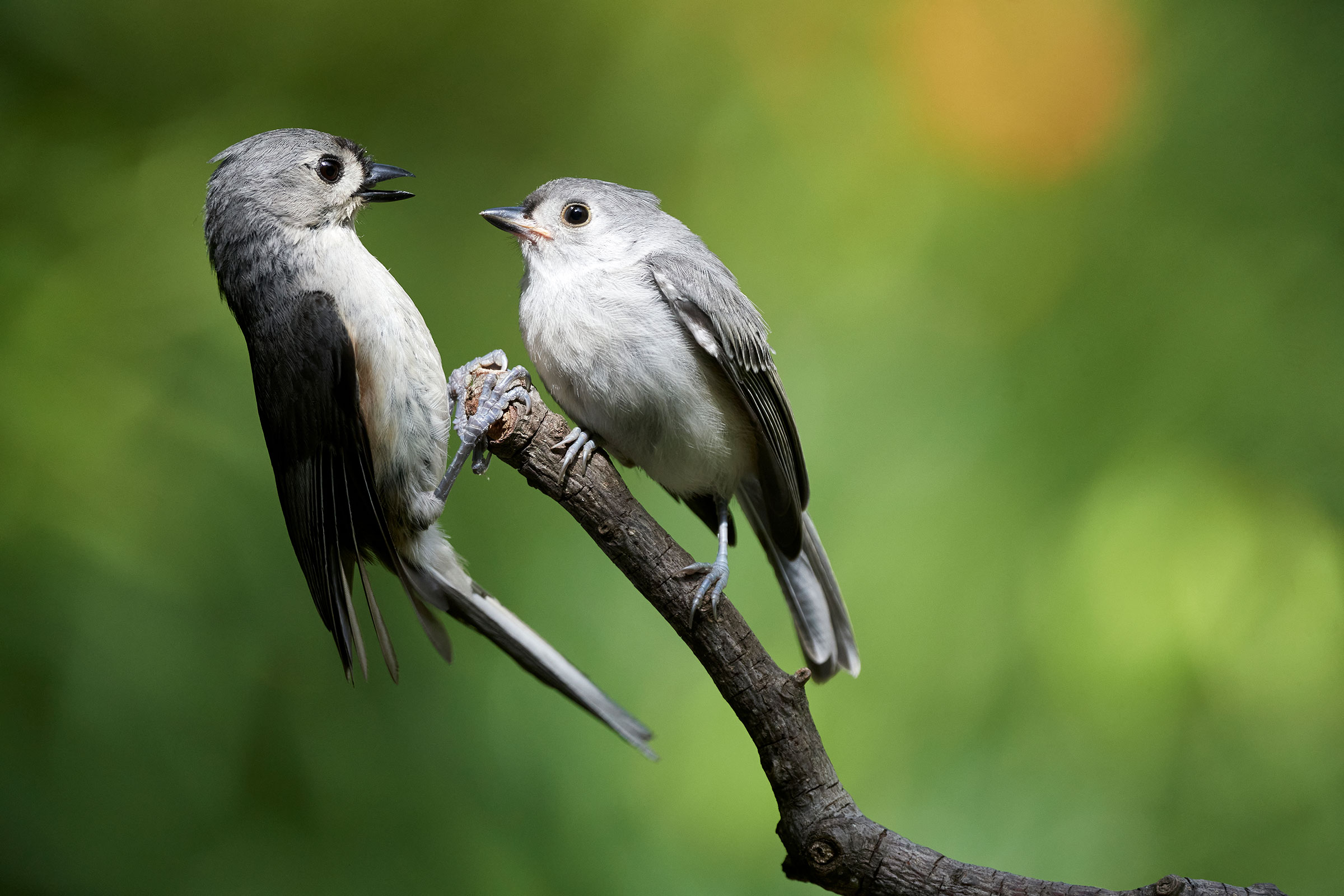 Tufted Titmouse - Adult with juvenile, photo by Corby Amos