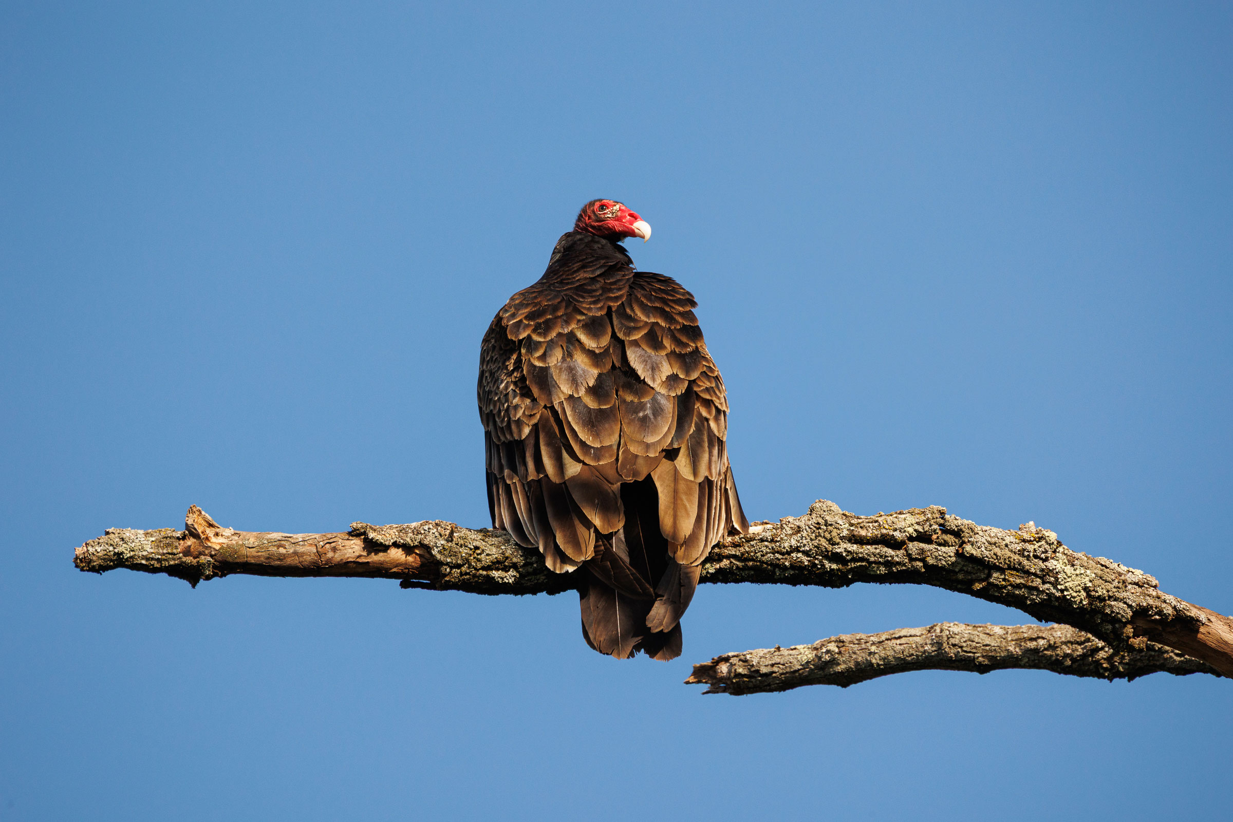 Turkey Vulture - Adult, photo by LeenaMcCluneyPhoto.com
