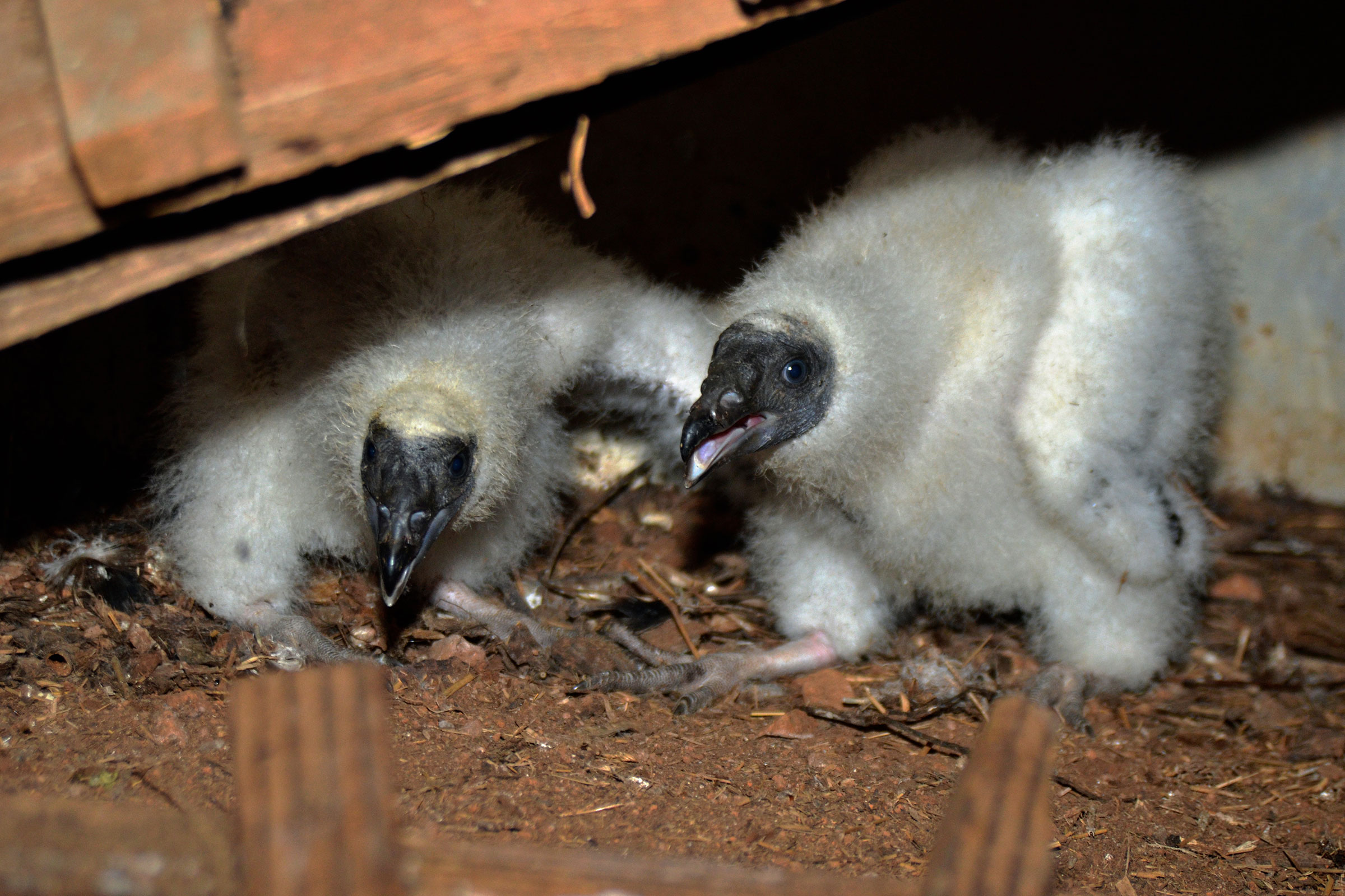 Turkey Vulture - Nestlings, photo by Chris Crowe
