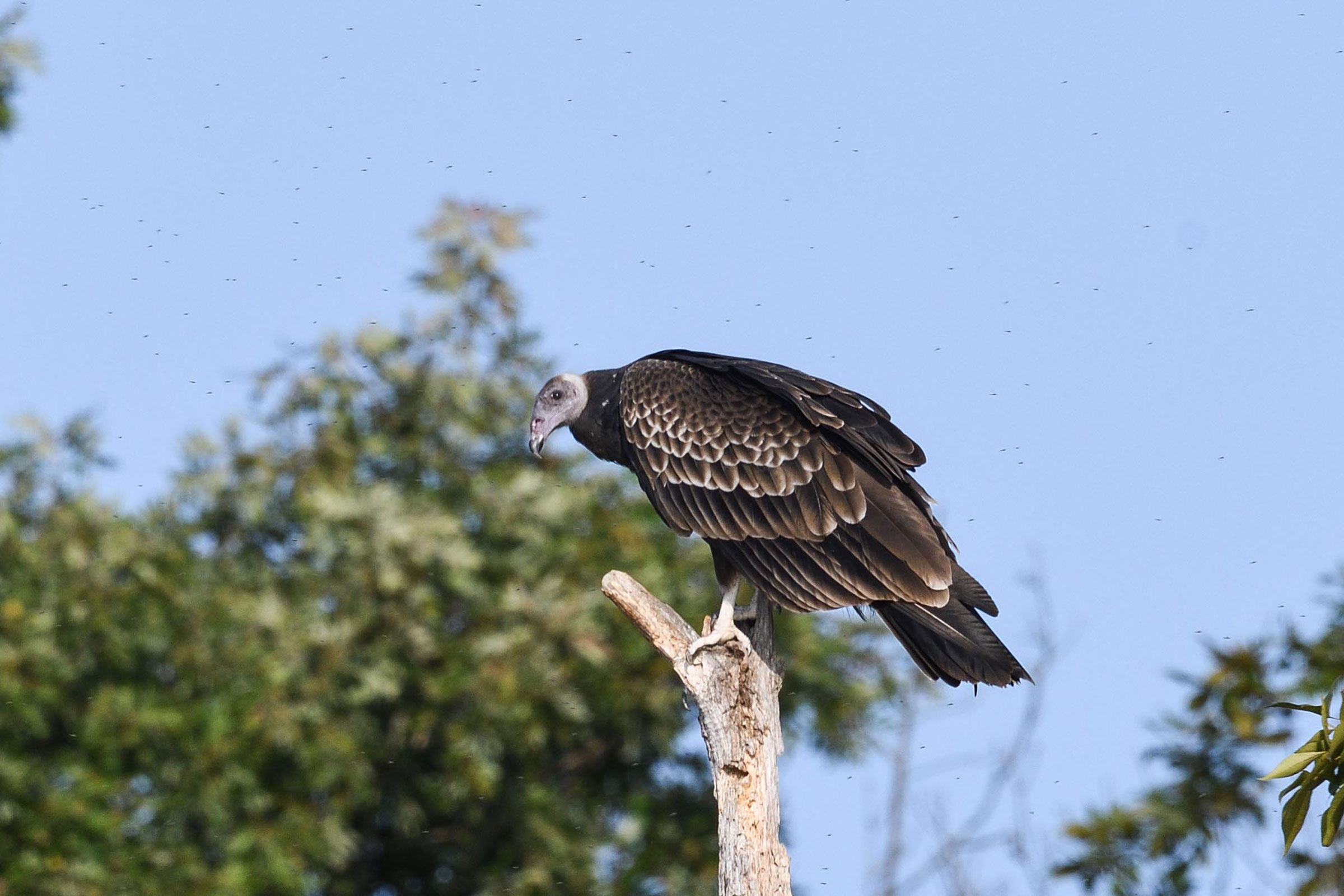 Turkey Vulture - Juvenile, photo by Beth and Dan Fedorko