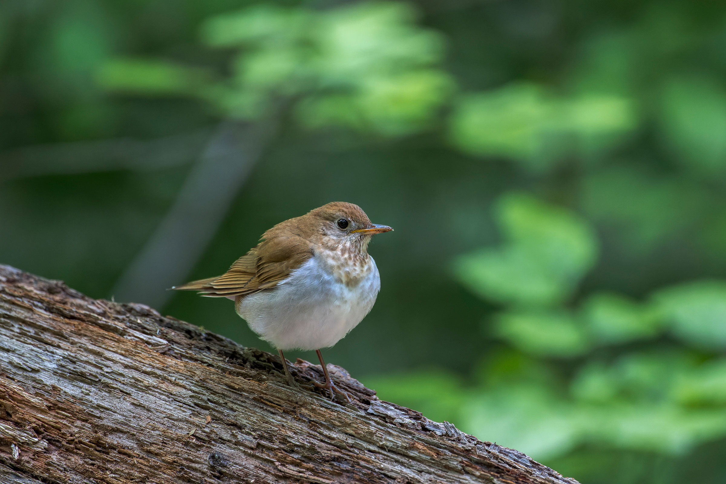 Veery - Adult, photo by Alan Phipps