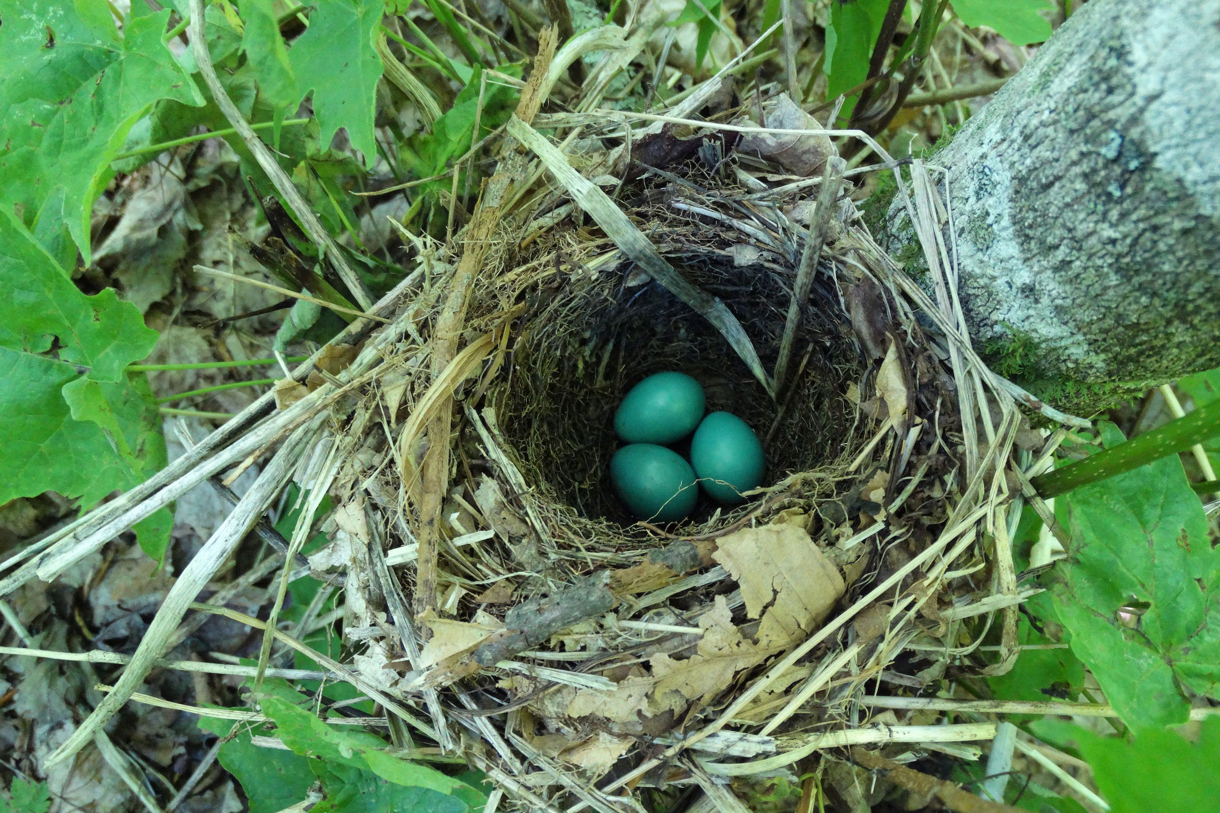 Veery - Nest with eggs, photo by Ashley Peele
