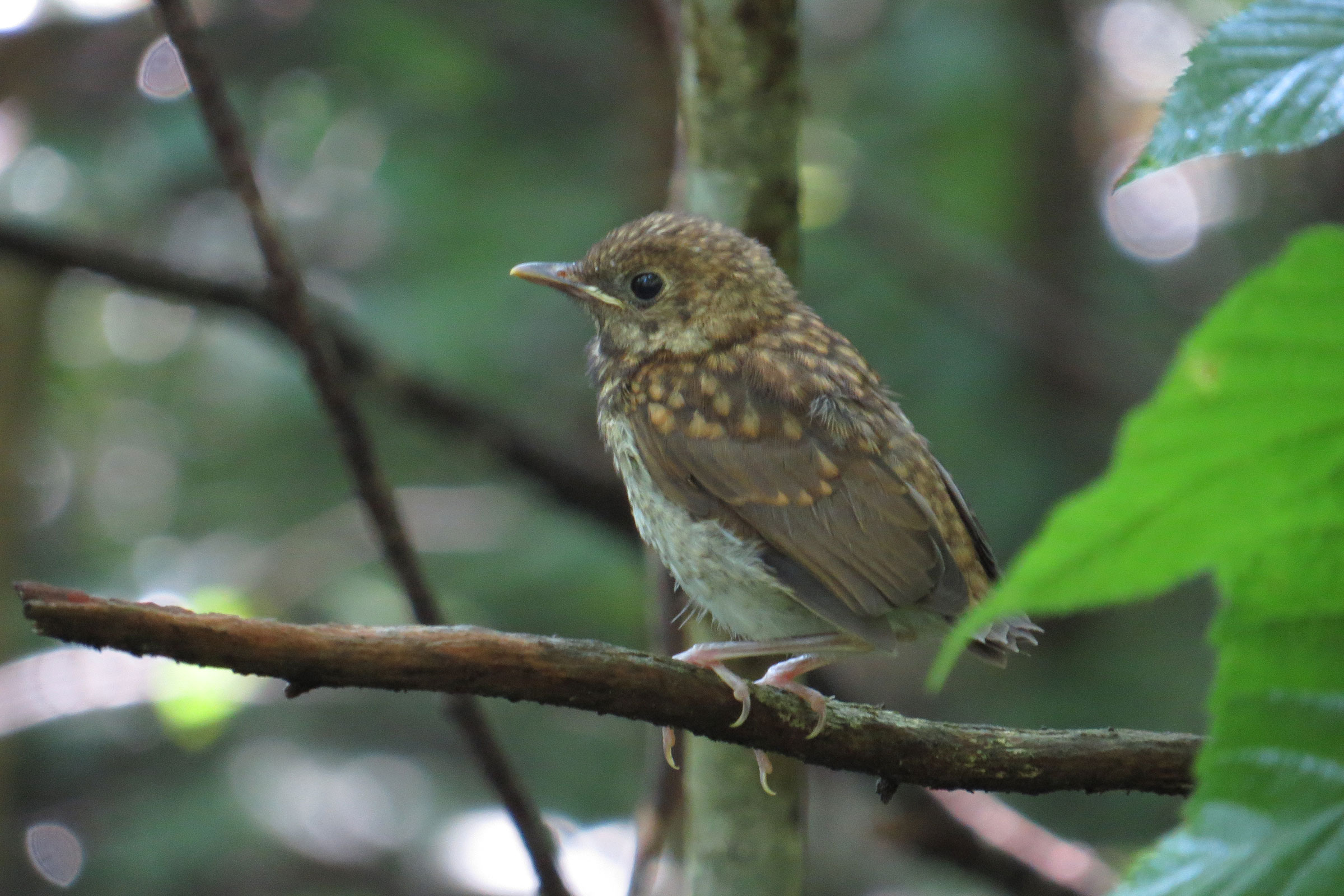 Veery - Juvenile, photo by Matthew Gingerich