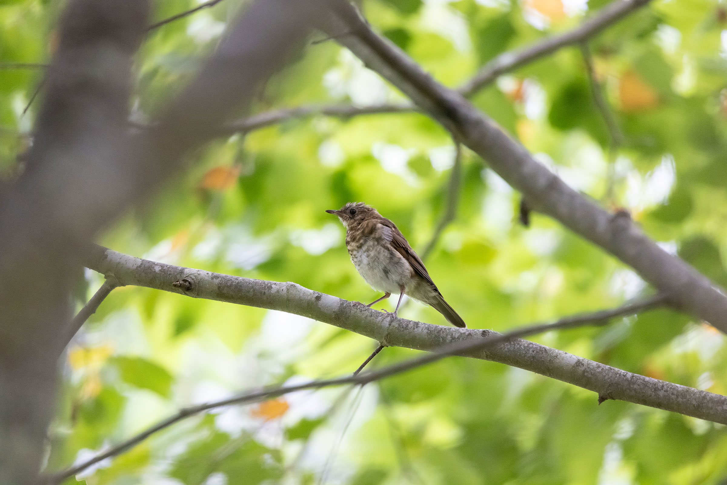 Veery - Immature, photo by Baxter Beamer