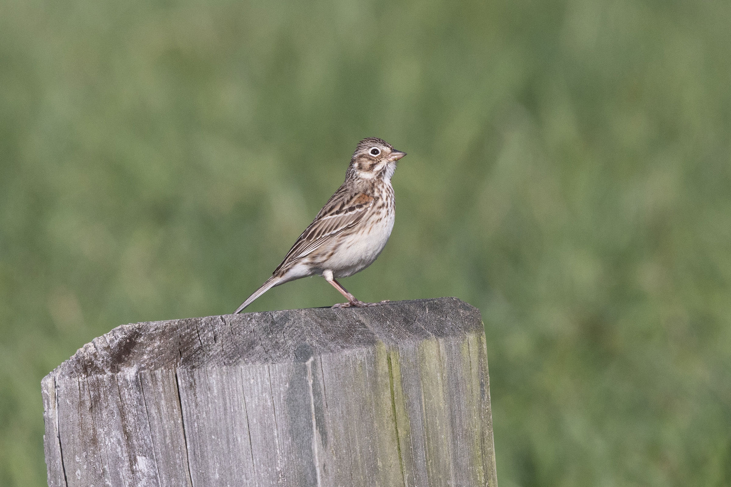 Vesper Sparrow - Adult, photo by Dixie Sommers
